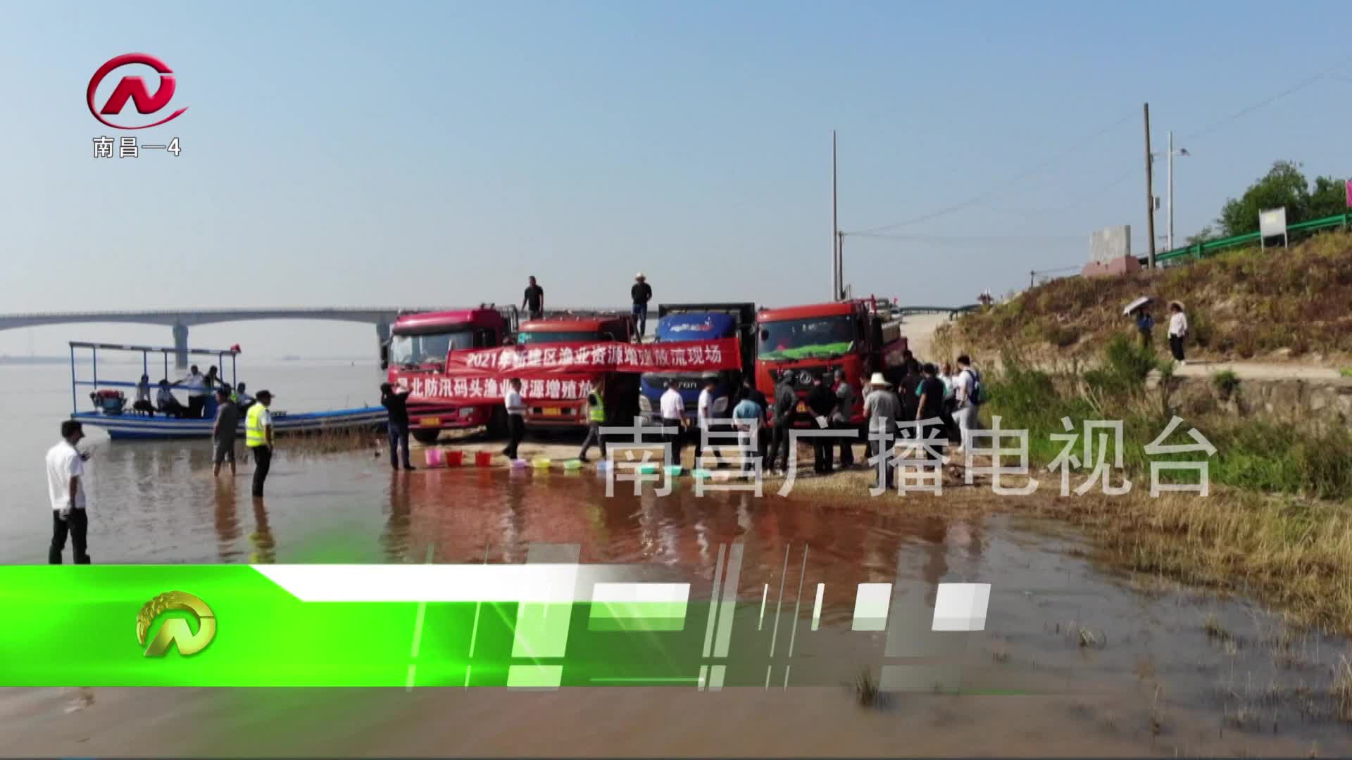 【豫章农视】新建区850多万尾鱼苗放流鄱阳湖