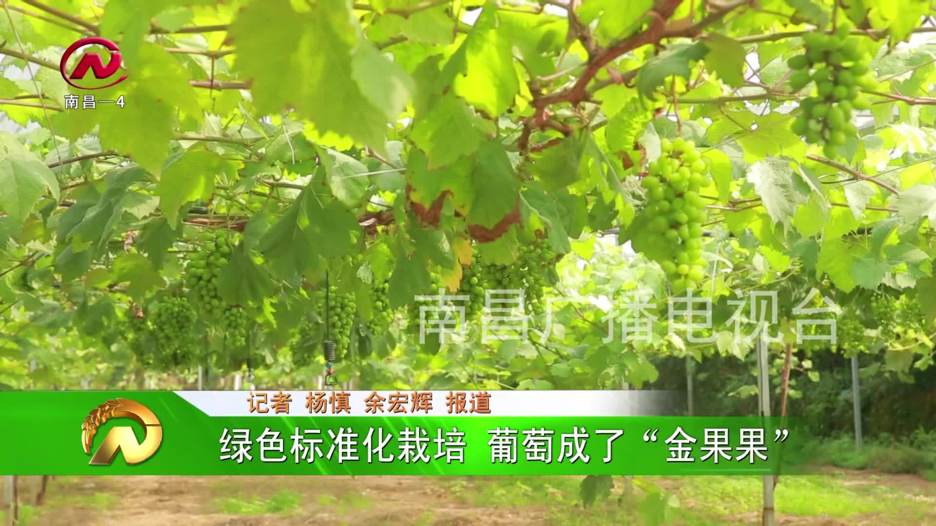 【豫章农视】绿色标准化栽培 葡萄成了“金果果”