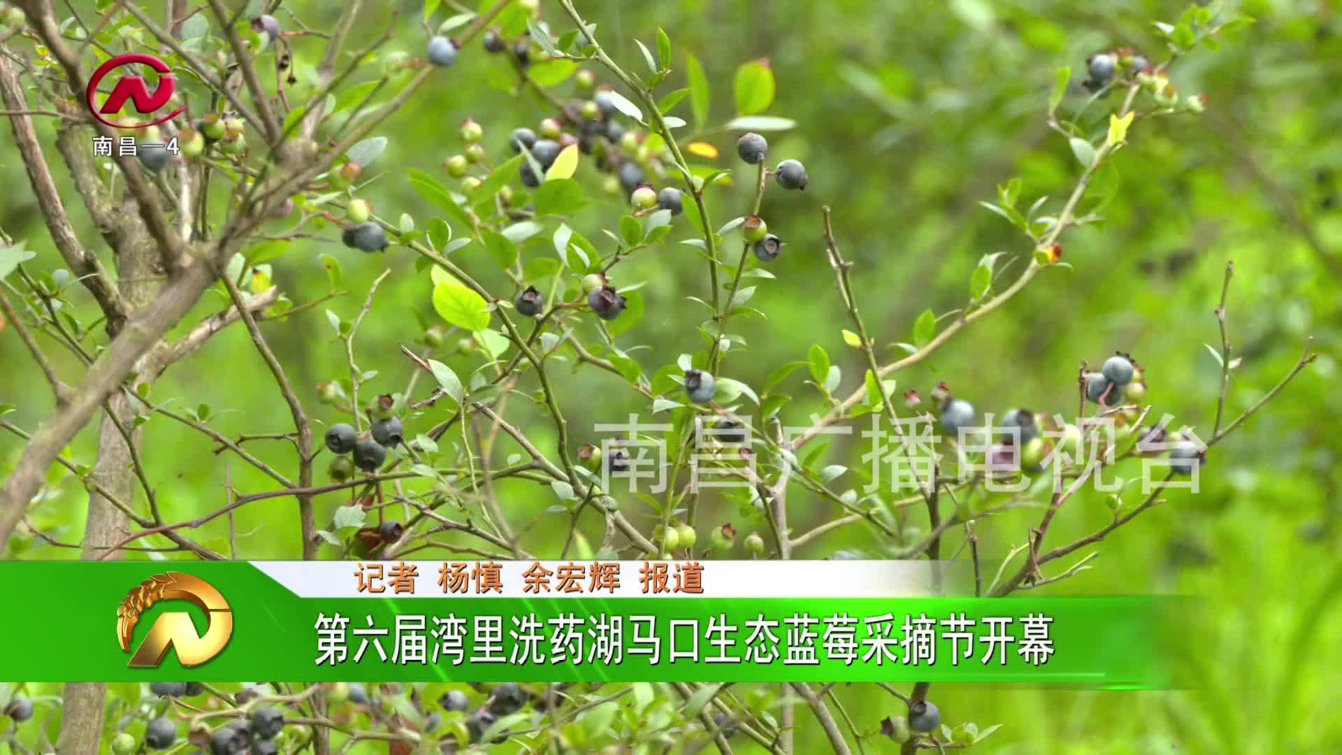 【豫章农视】第六届湾里洗药湖马口生态蓝莓采摘节开幕
