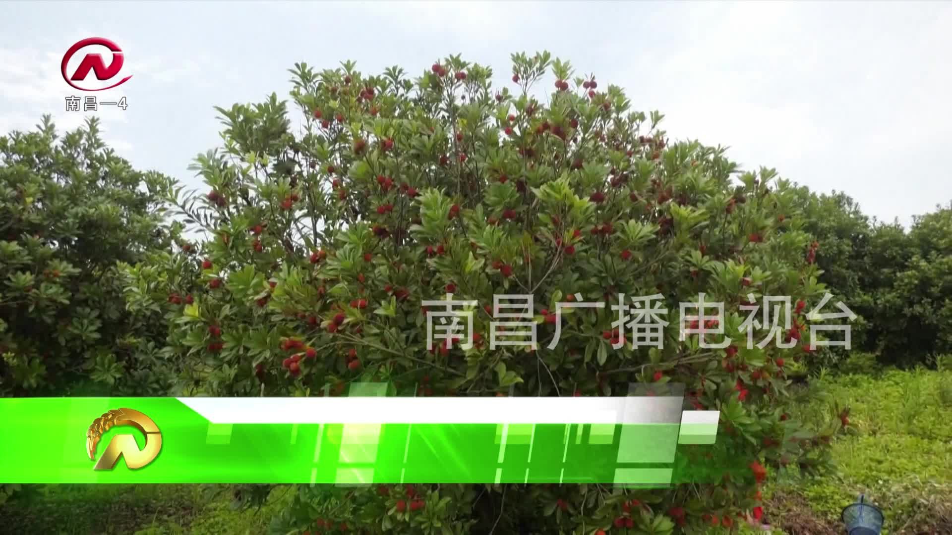 【豫章农视】“梅”好时节 畅享采摘之趣