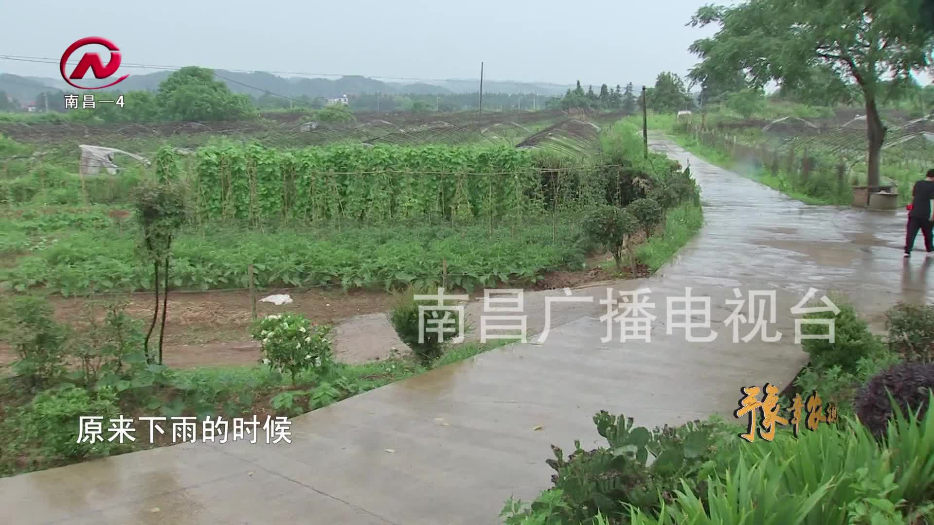 【豫章农视】山上披绿林下生金 全市林下经济产业蓬勃发展