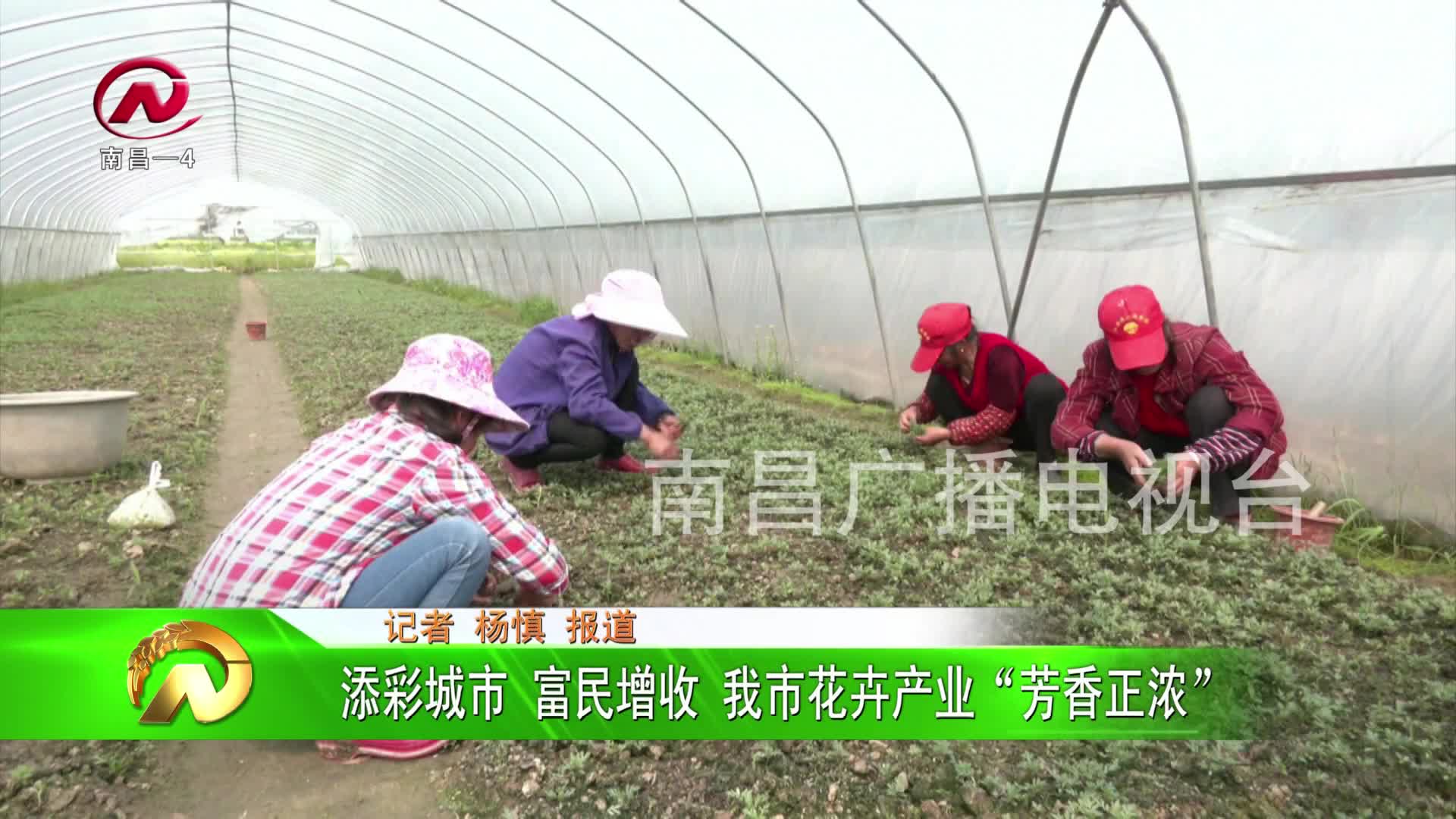 【豫章农视】添彩城市 富民增收 我市花卉产业“芳香正浓”