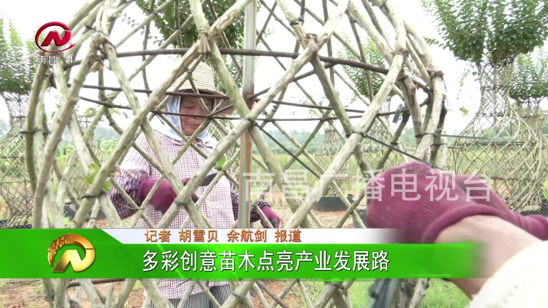 【豫章农视】多彩创意苗木点亮产业发展路
