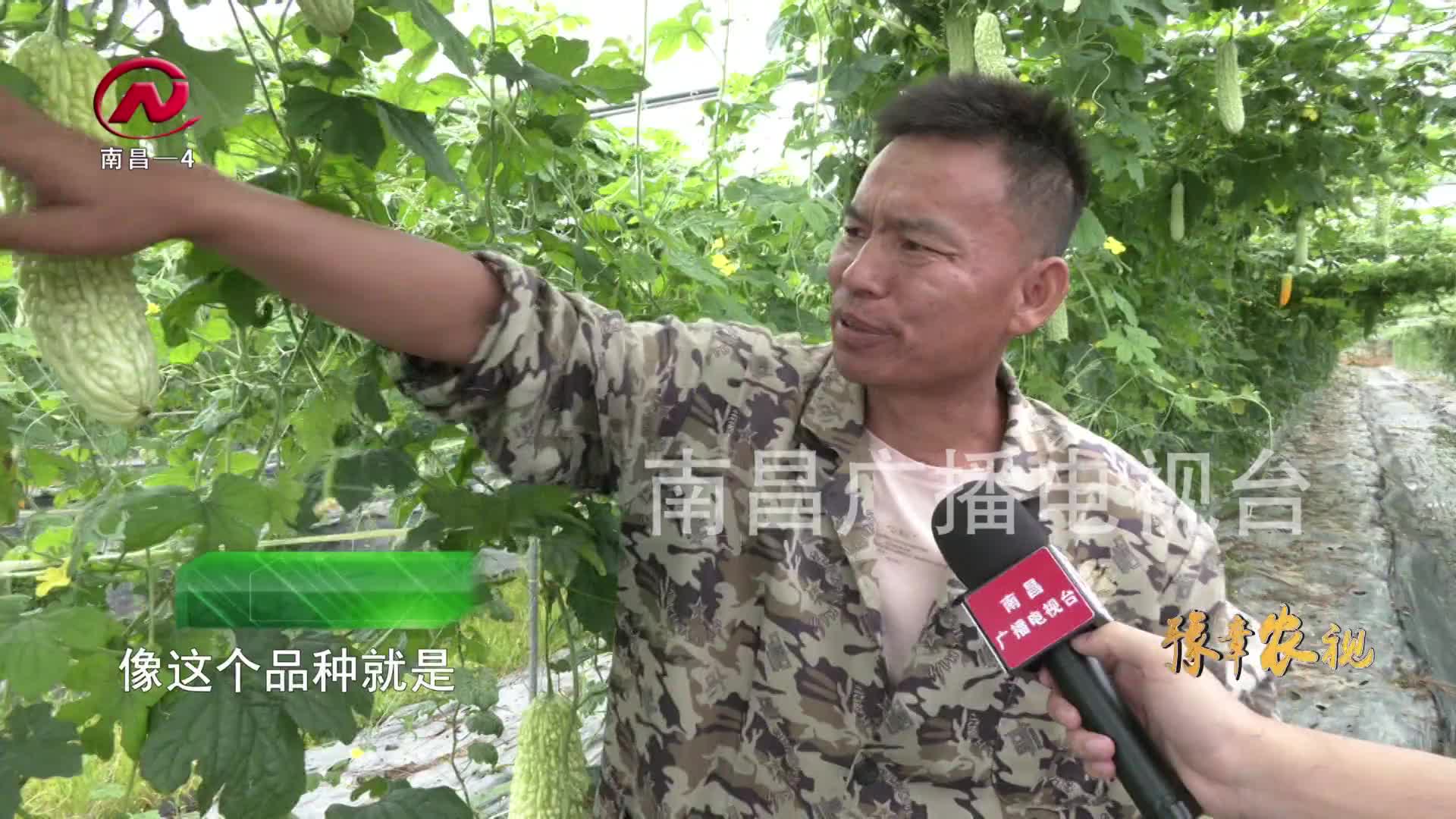 【豫章农视】蔬菜种业装上“科技芯”助推现代农业高质量发展