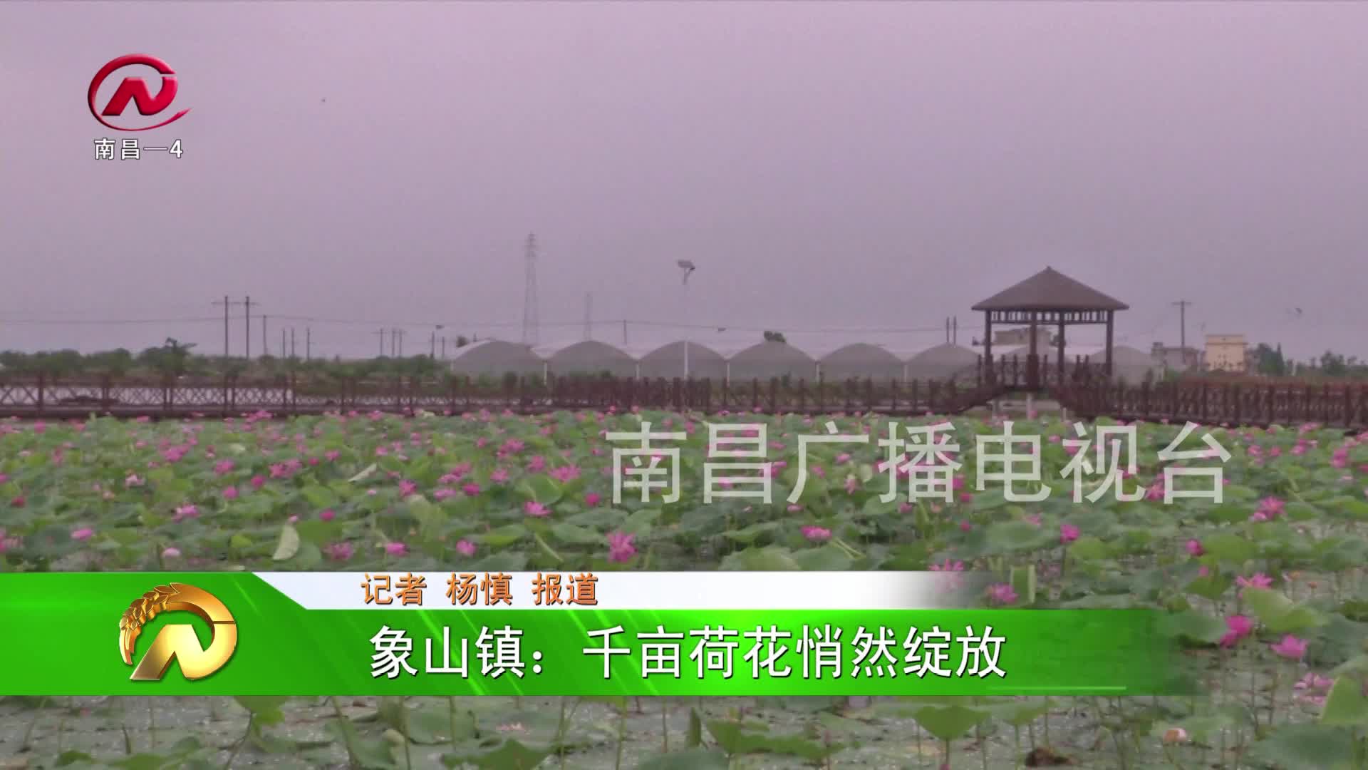 【豫章农视】 象山镇：千亩荷花悄然绽放