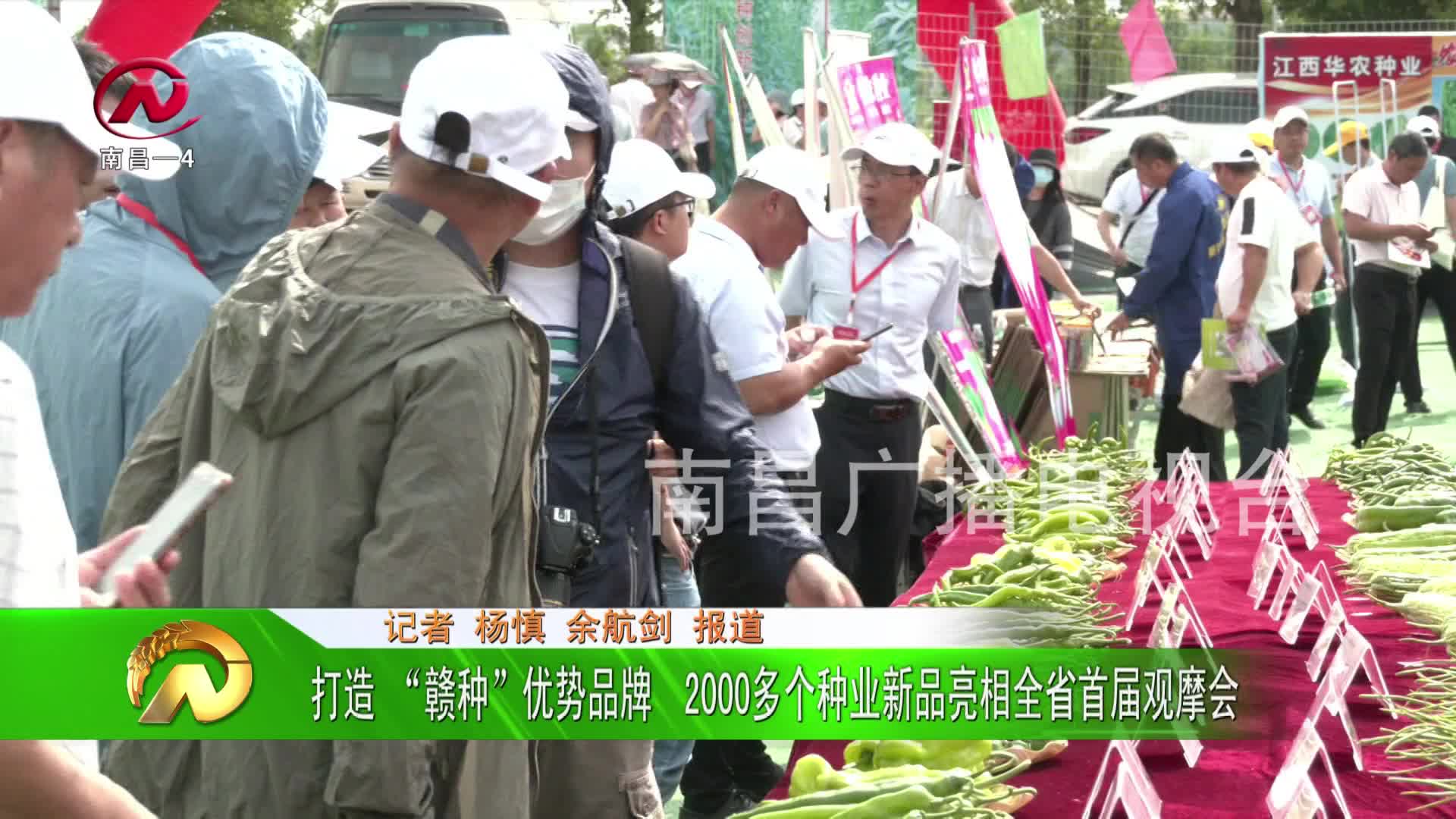 【豫章农视】打造 “赣种”优势品牌  2000多个种业新品亮相全省首届观摩会