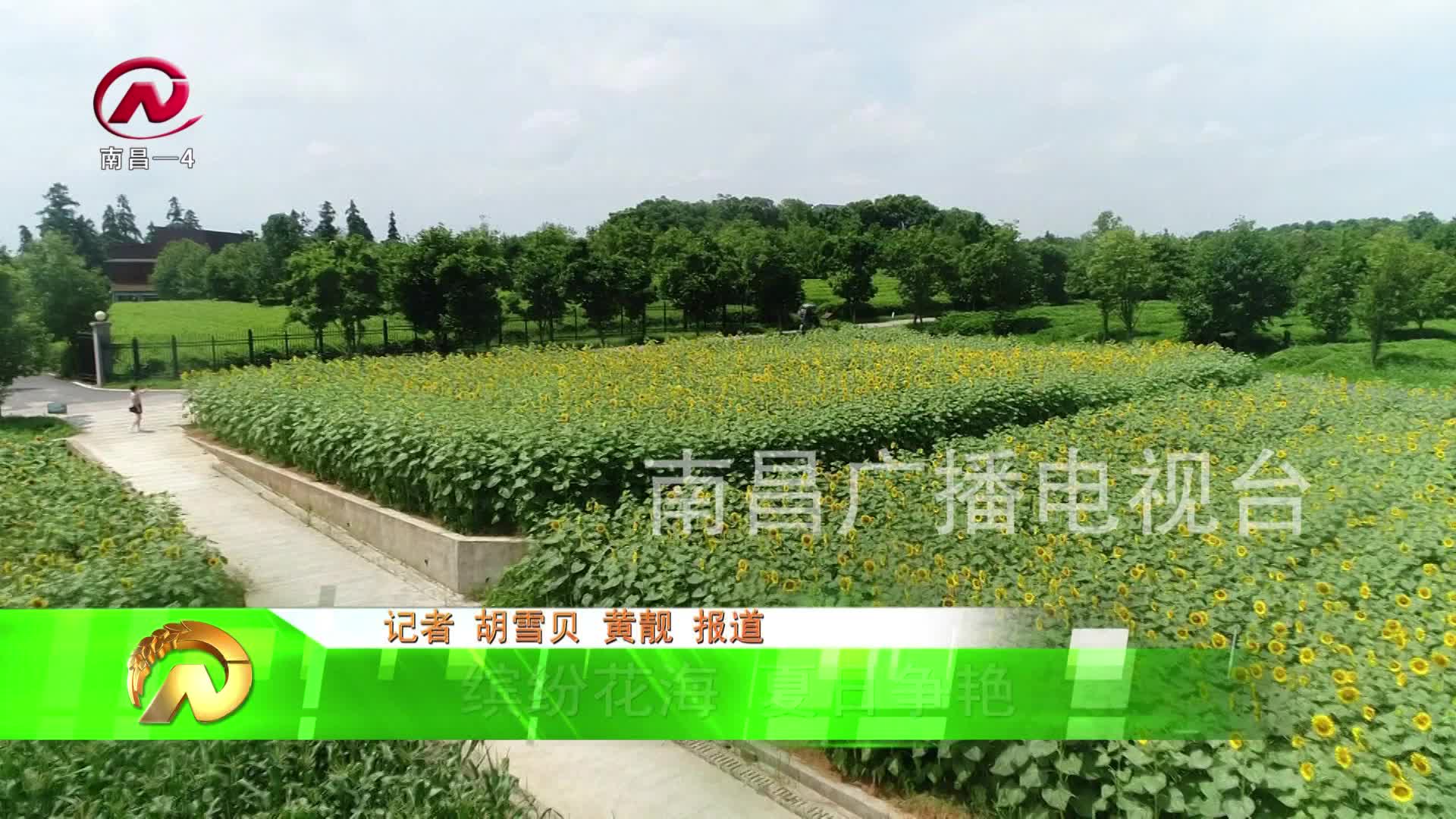 【豫章农视】缤纷花海 夏日争艳