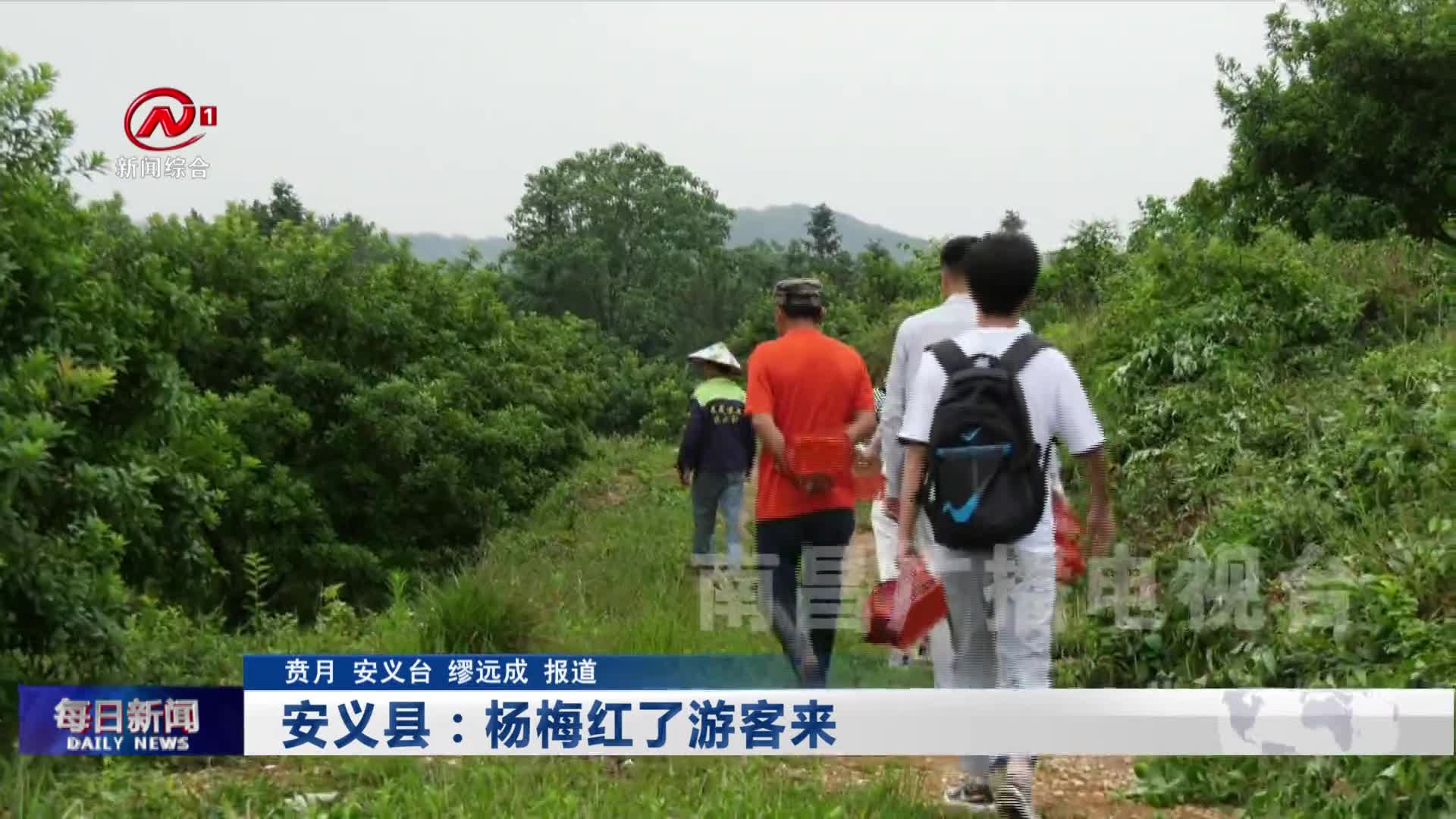 安义县：杨梅红了游客来
