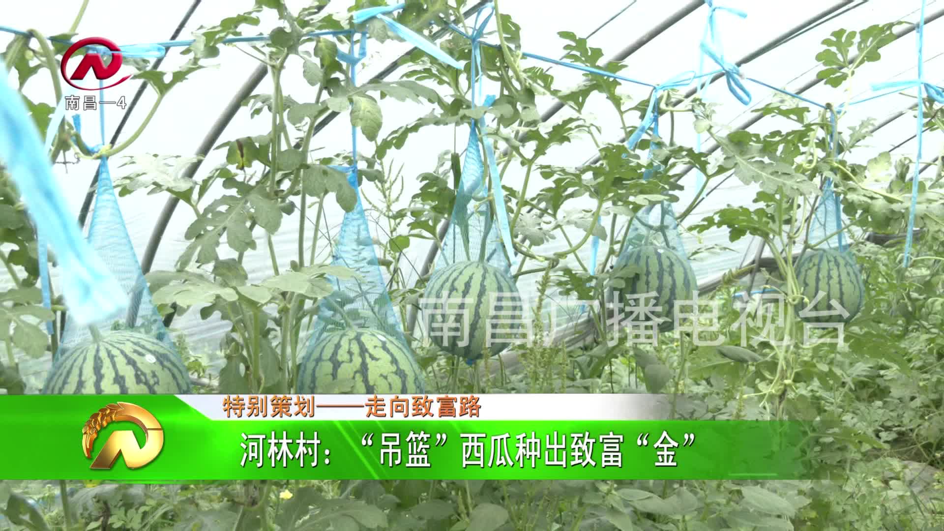 【豫章农视】河林村：“吊篮”西瓜种出致富“金”