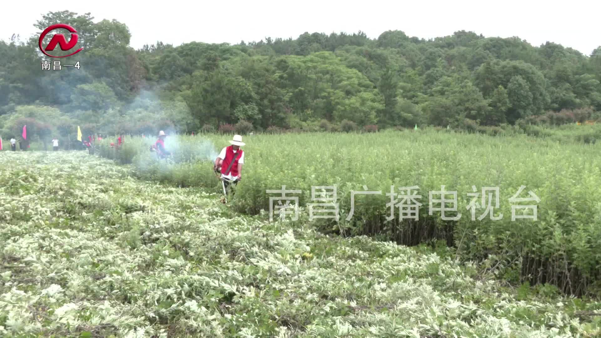 【豫章农视】新建区：又到艾草飘香时 喜获丰收采摘忙