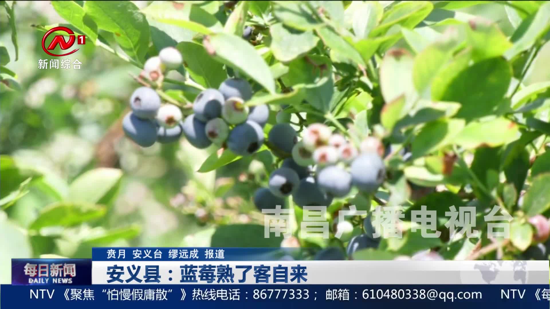 安义县：蓝莓熟了客自来