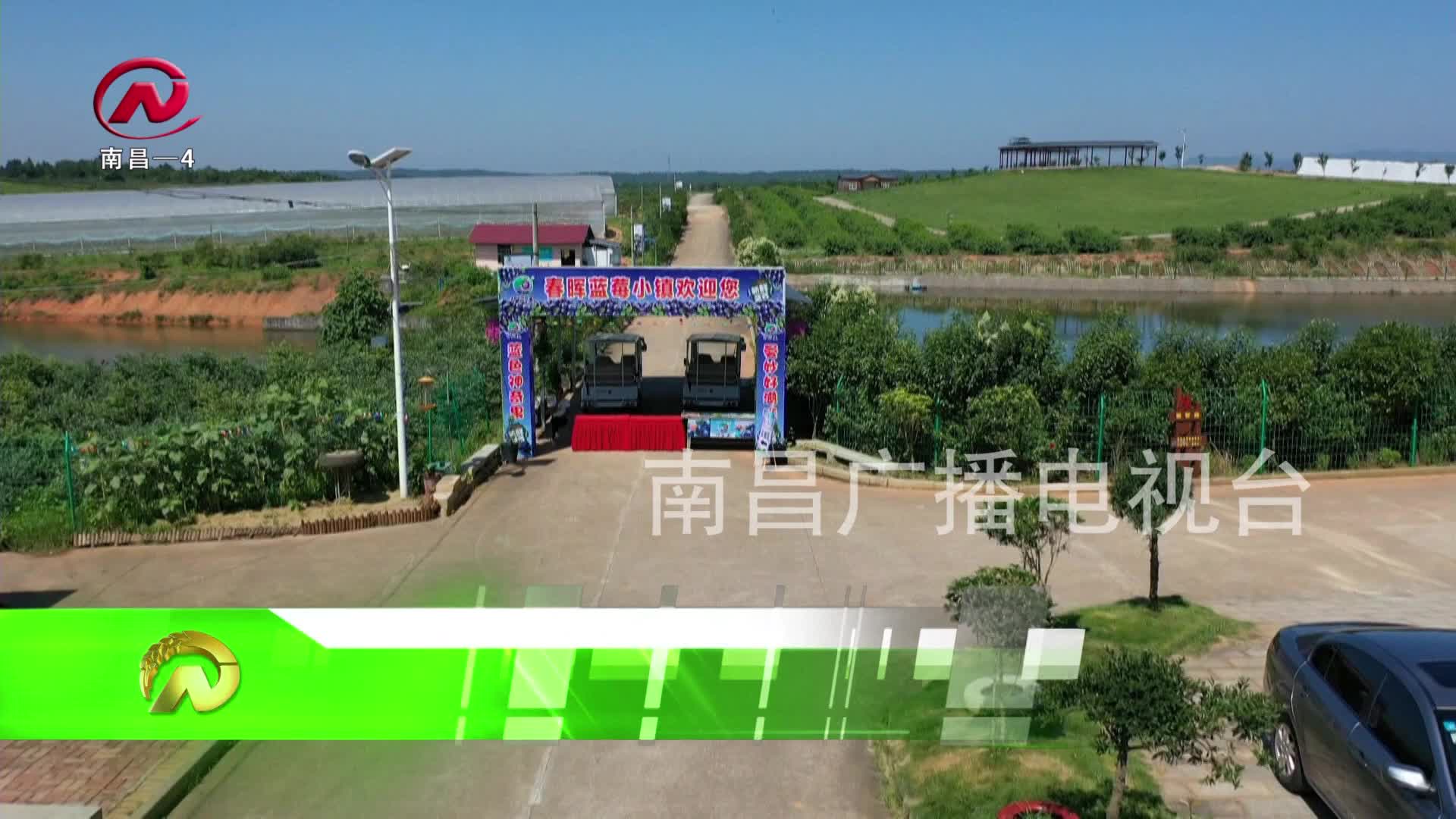 【豫章农视】安义县：又到蓝莓采摘季 “莓”好时光等你来