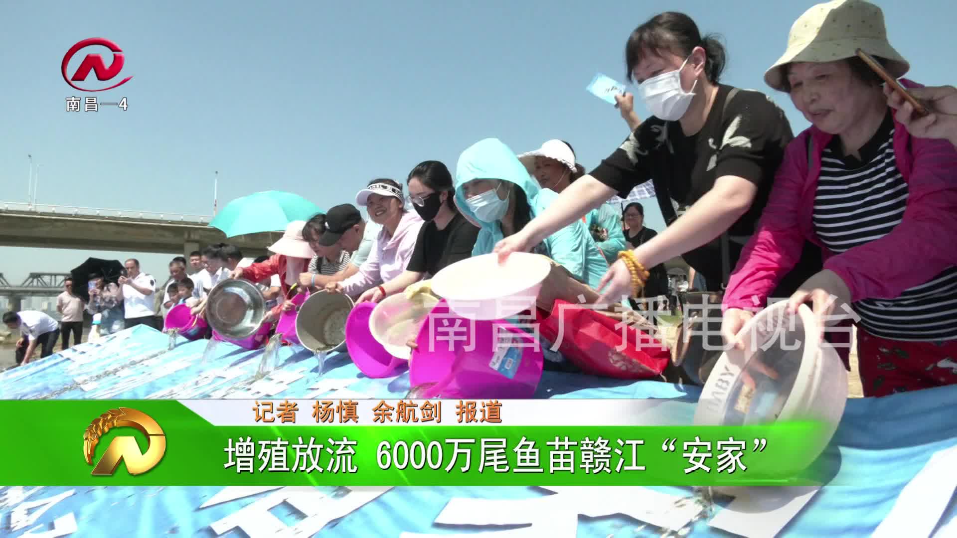 【豫章农视】增殖放流 6000万尾鱼苗赣江“安家”