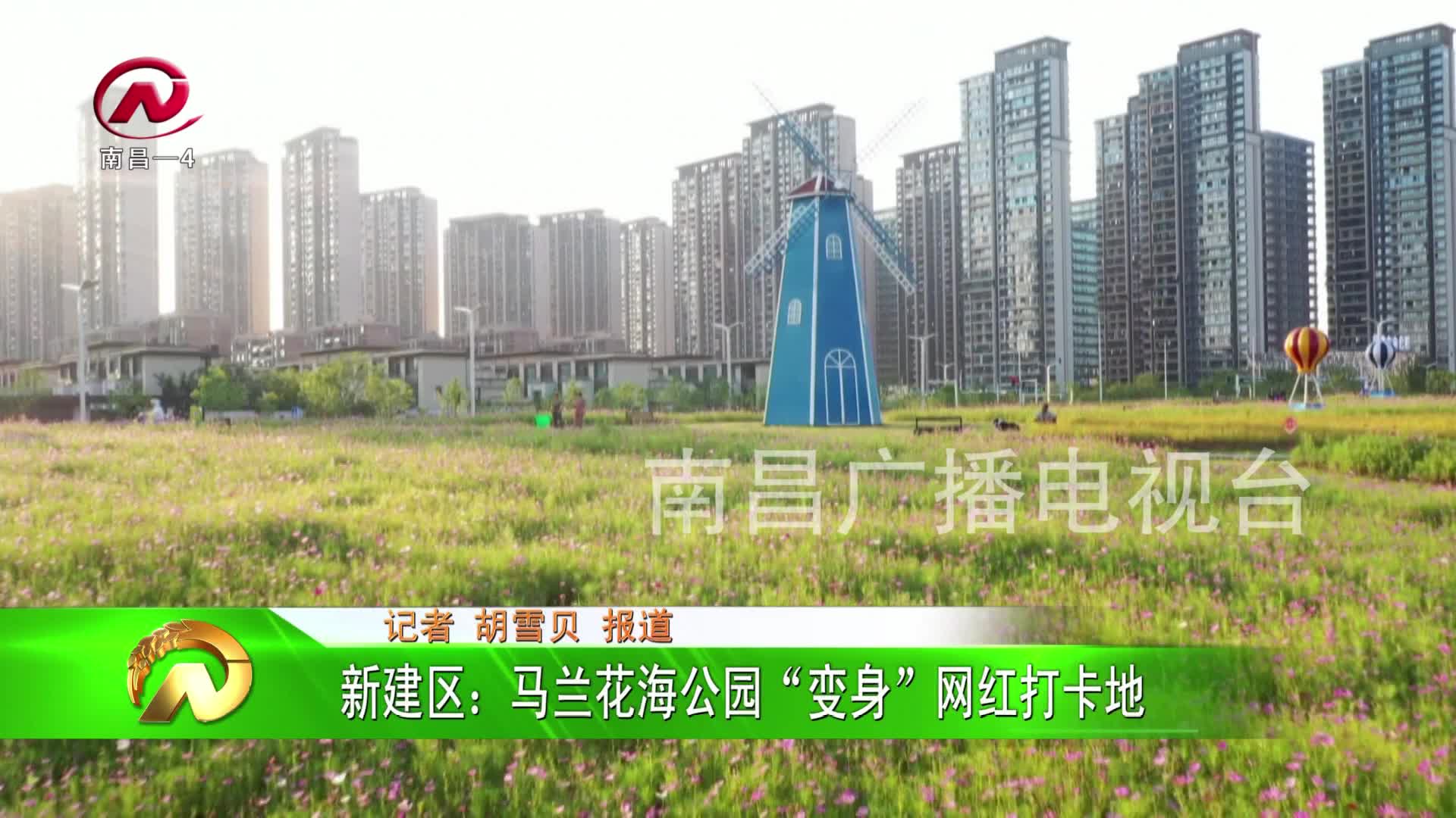 【豫章农视】新建区：马兰花海公园“变身”网红打卡地