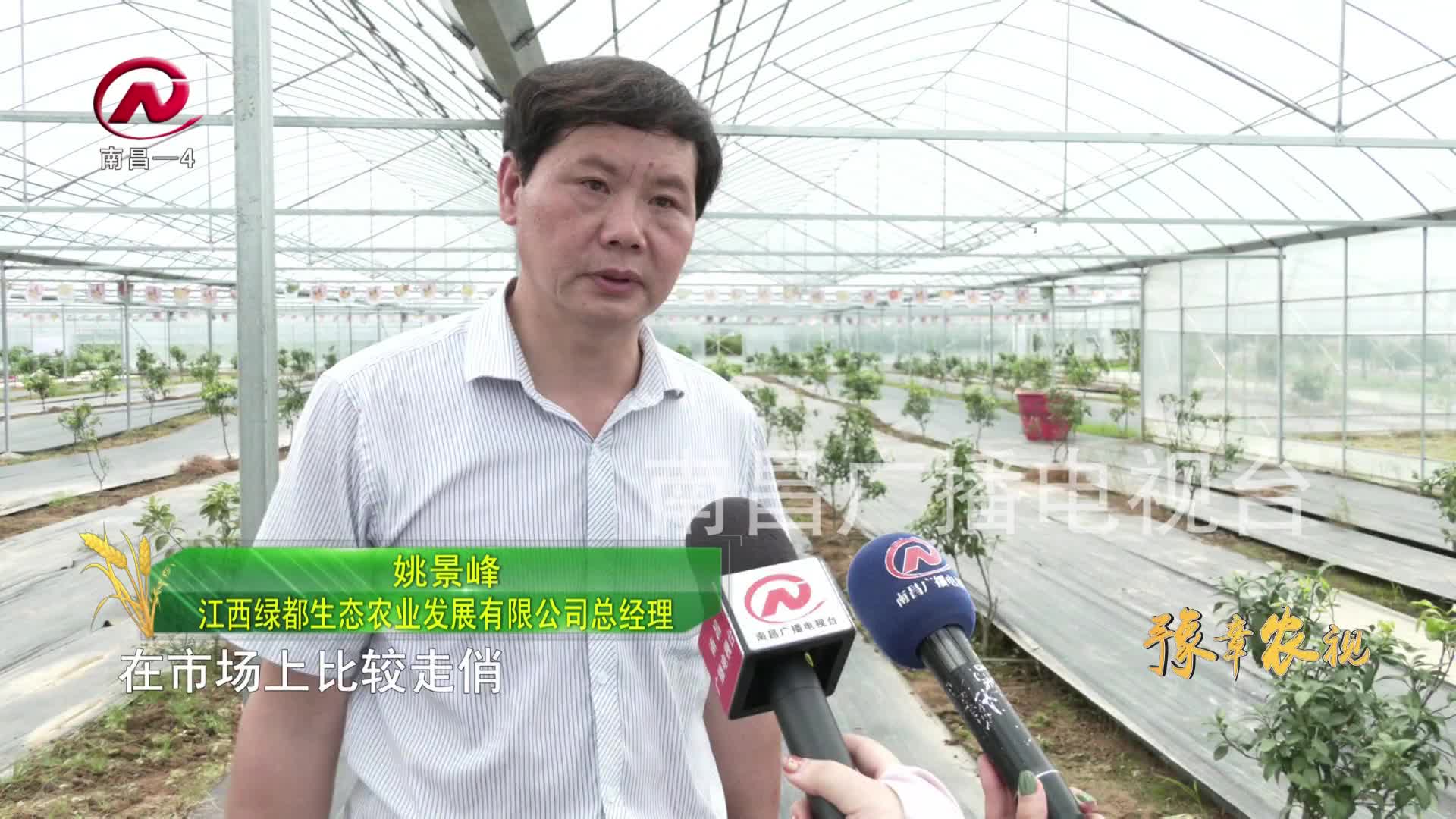 【豫章农视】安义县：小水果大产业 打造都市现代特色果业县