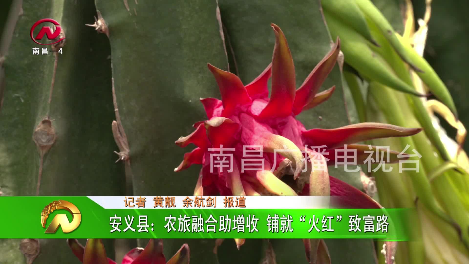 【豫章农视】安义县：农旅融合助增收 铺就“火红”致富路