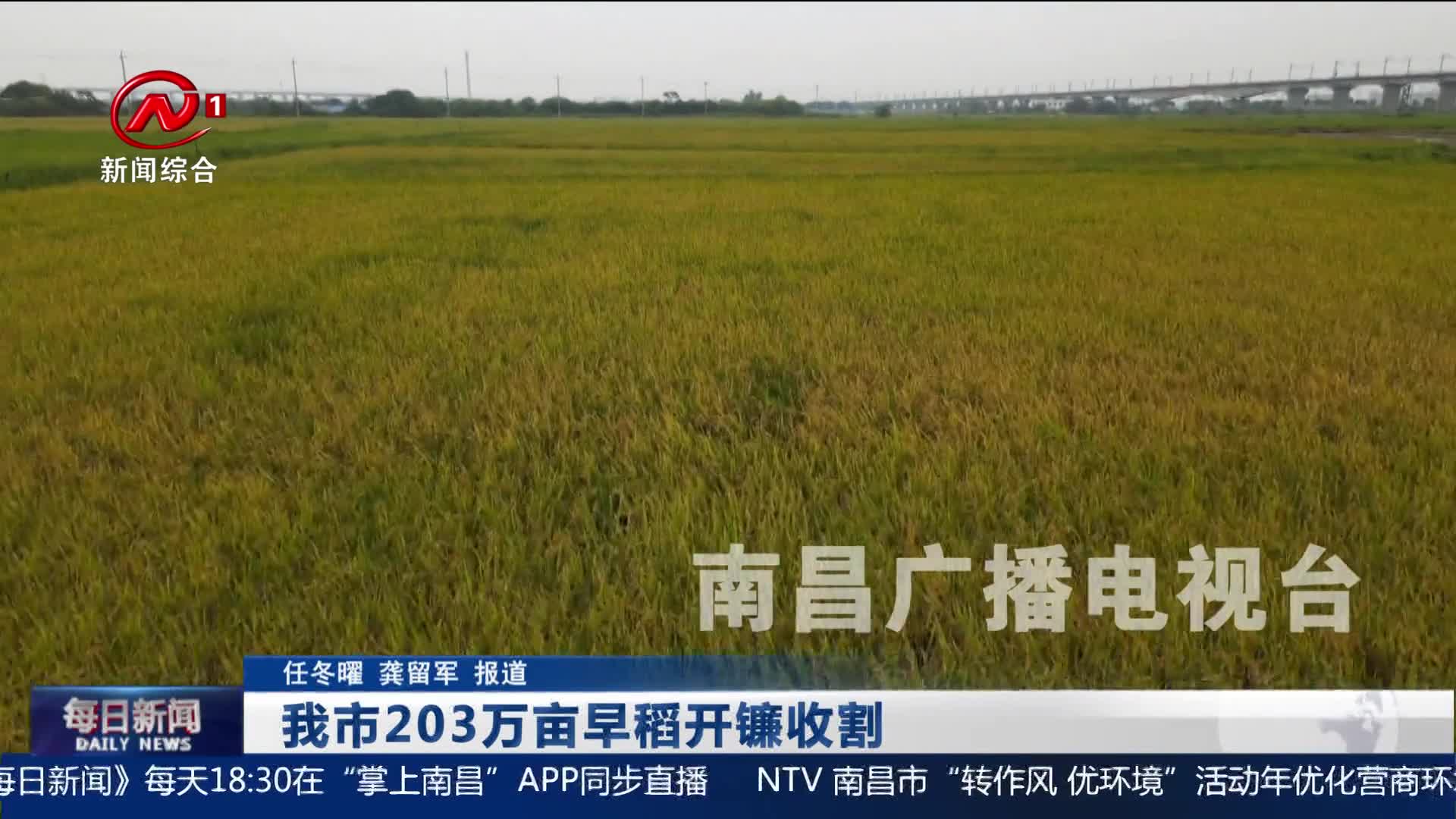 我市203万亩早稻开镰收割