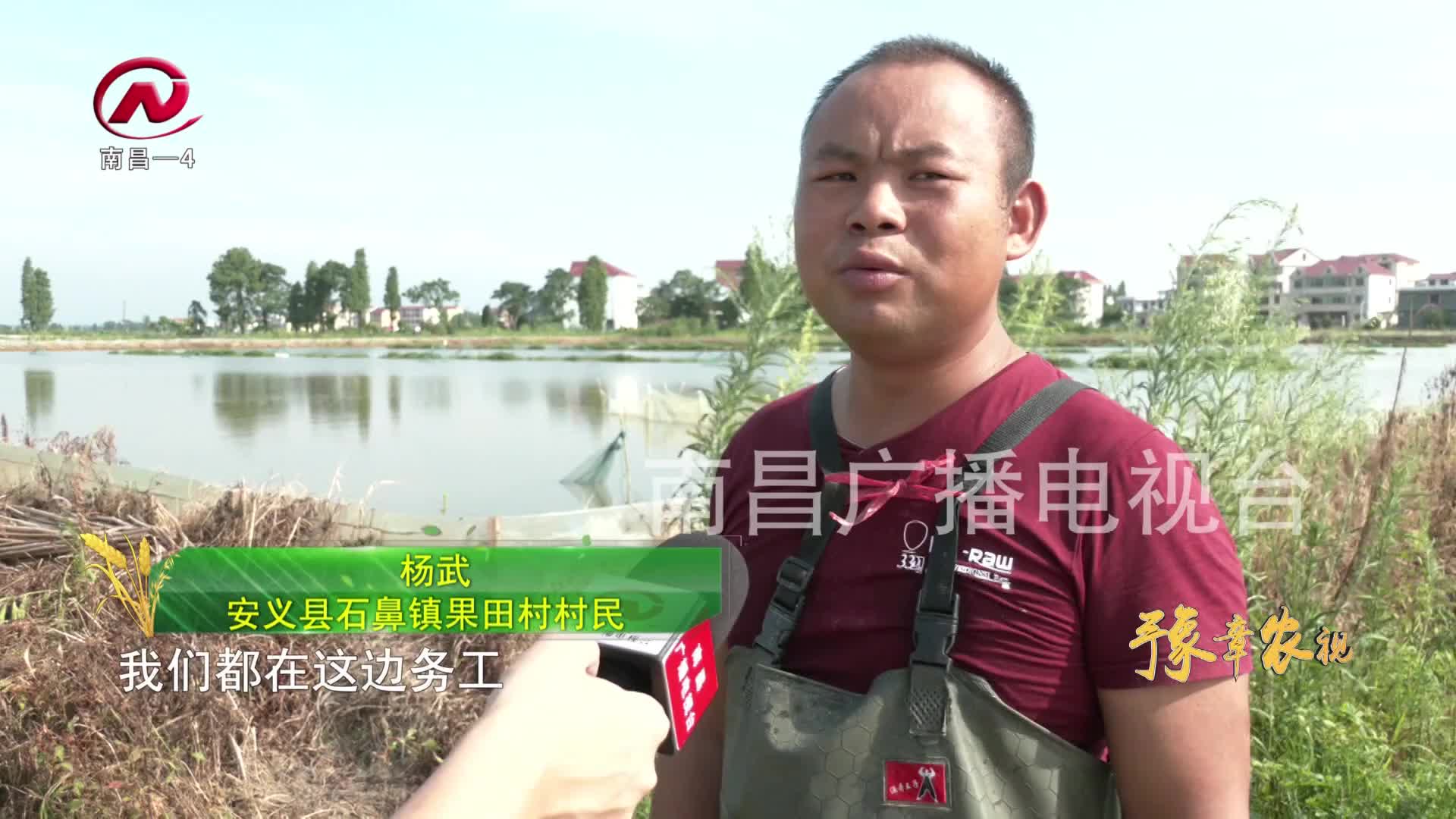 【豫章农视】特色水产养殖  激活乡村振兴一池碧水
