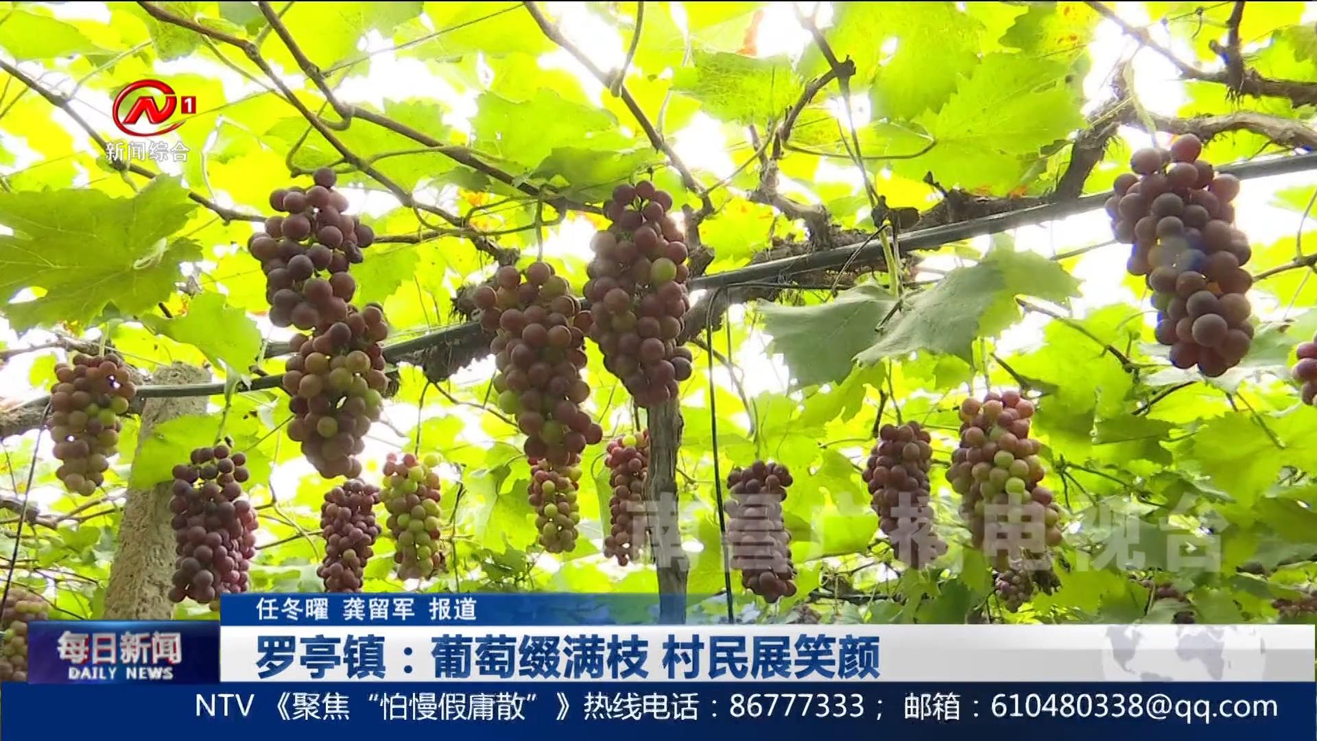 罗亭镇：葡萄缀满枝 村民展笑颜