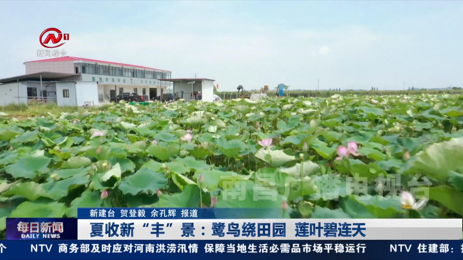 夏收新“丰”景：鹭鸟绕田园  莲叶碧连天