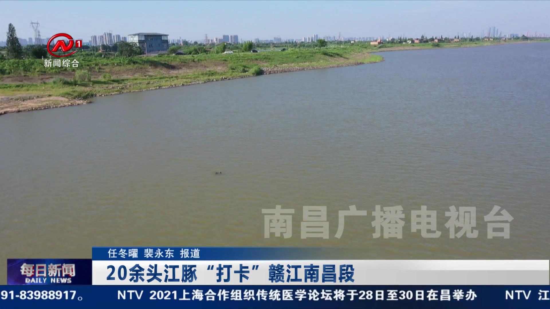 20余头江豚“打卡”赣江南昌段