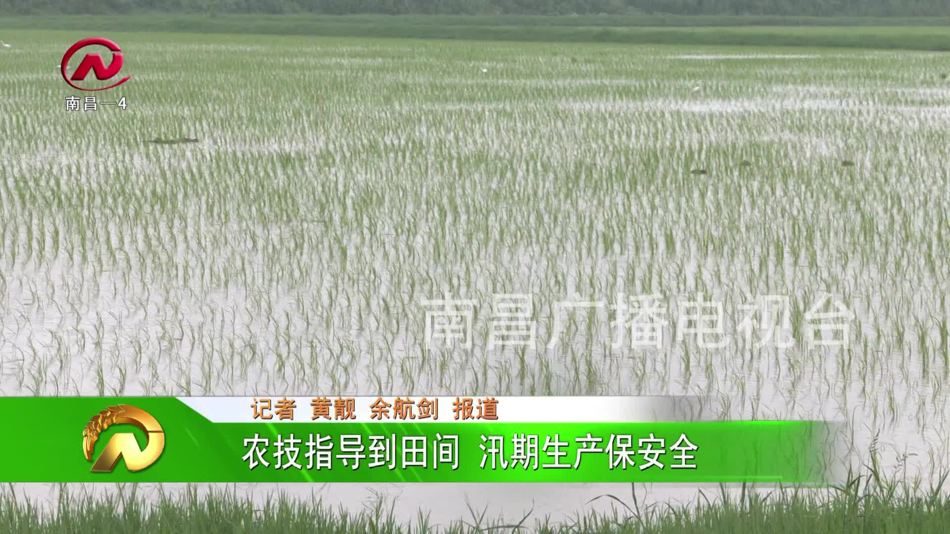 【豫章农视】农技指导到田间 汛期生产保安全