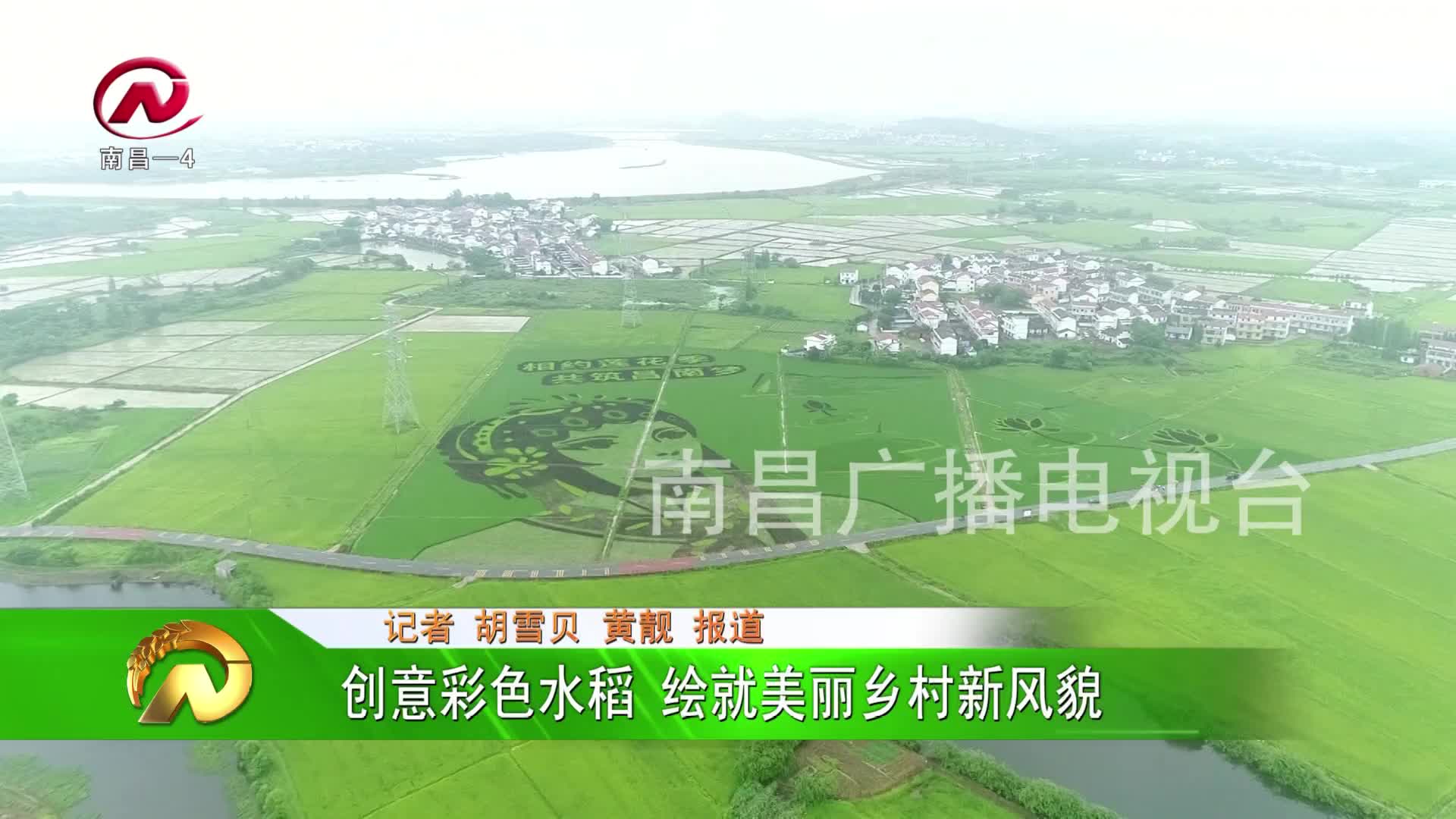 【豫章农视】创意彩色水稻 绘就美丽乡村新风貌