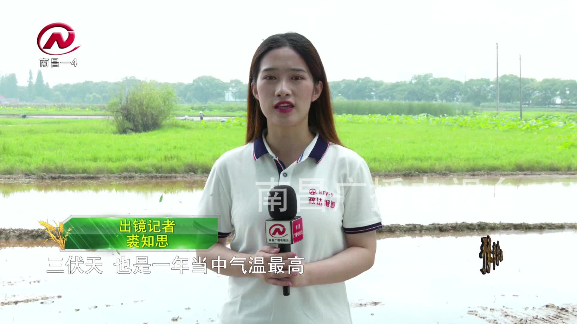 【豫章农视】小暑至 盛夏始