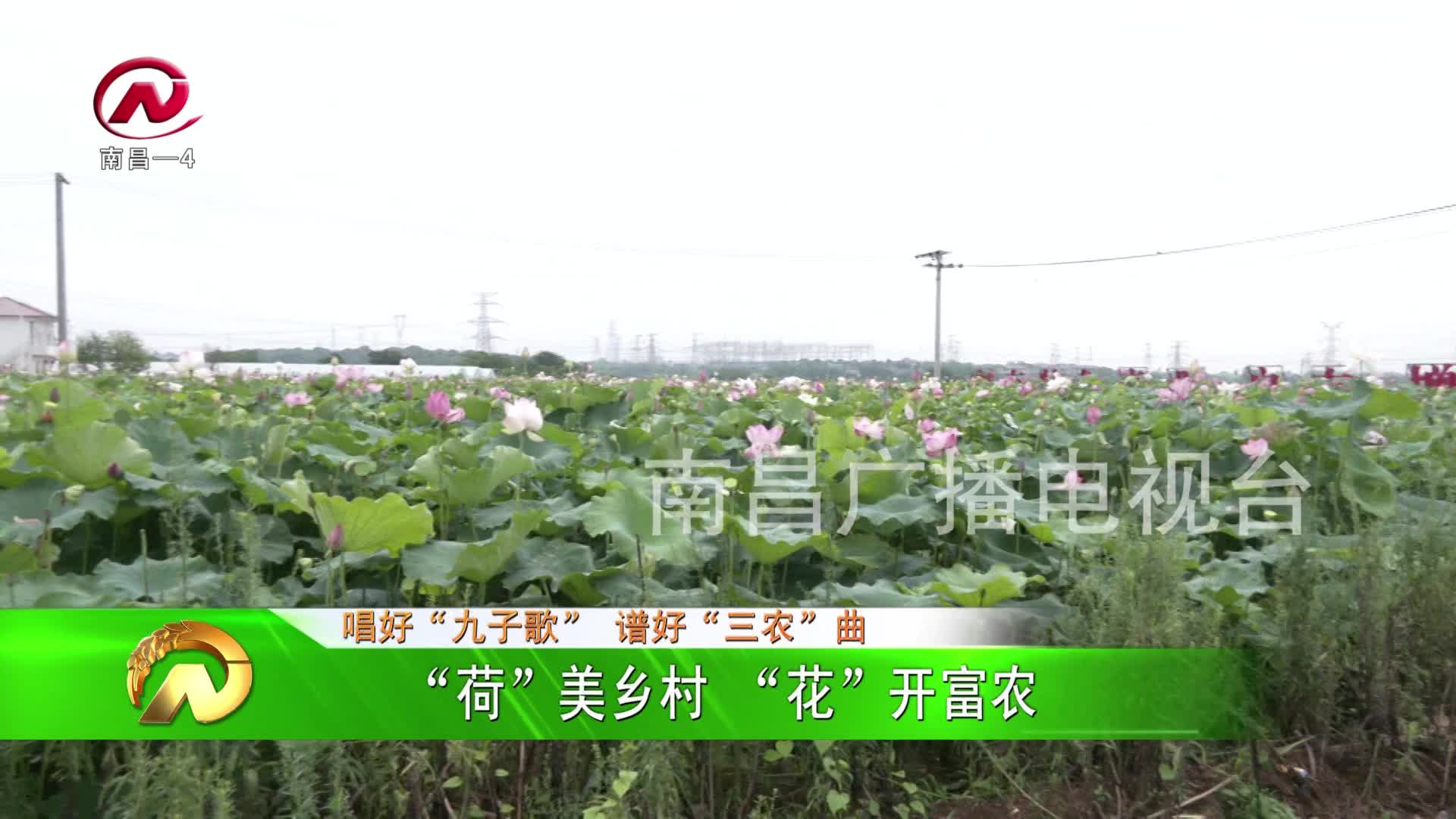 【豫章农视】“荷”美乡村 “花”开富农