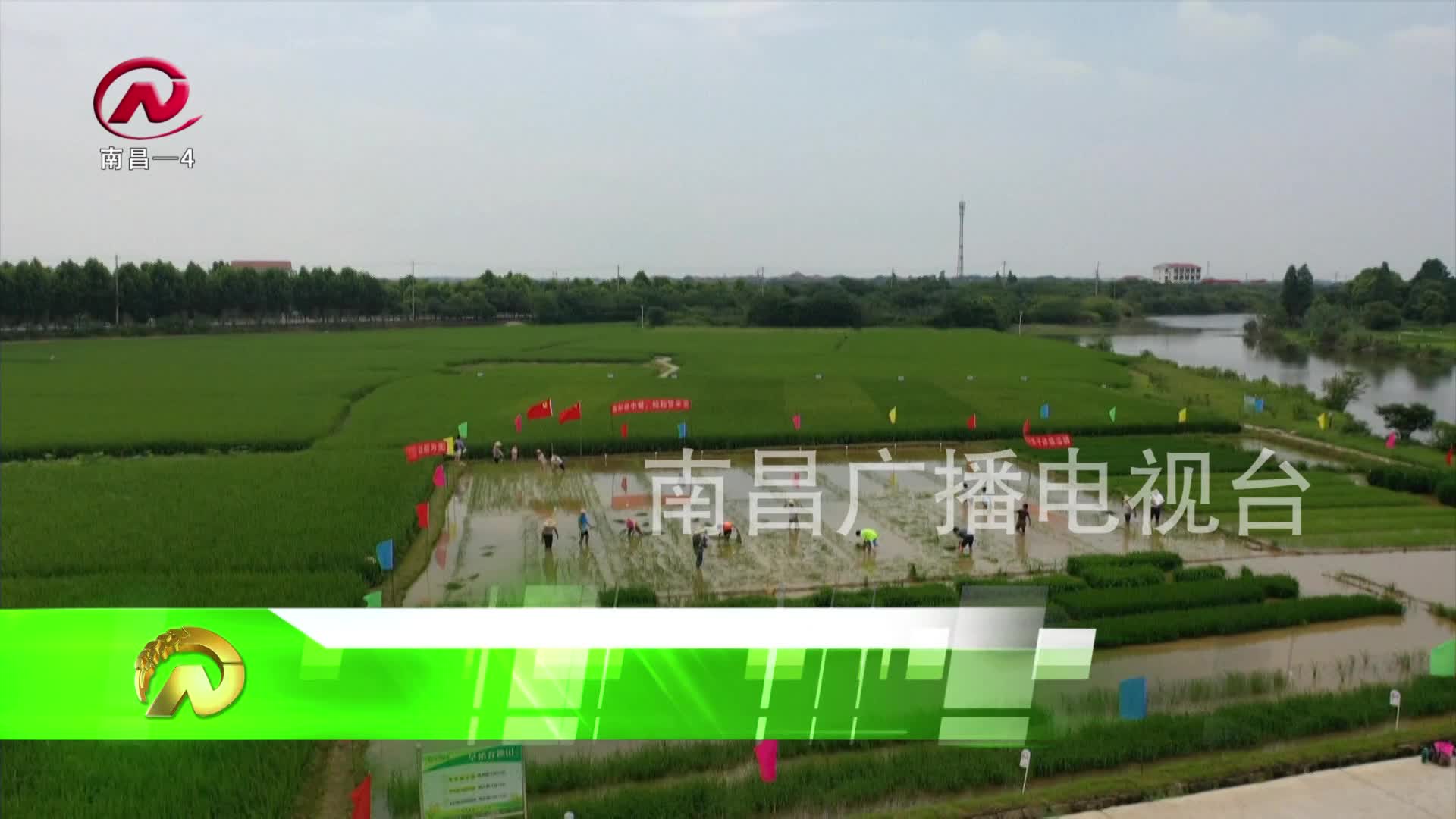 【豫章农视】南昌县：亲子齐插秧 体验农耕乐