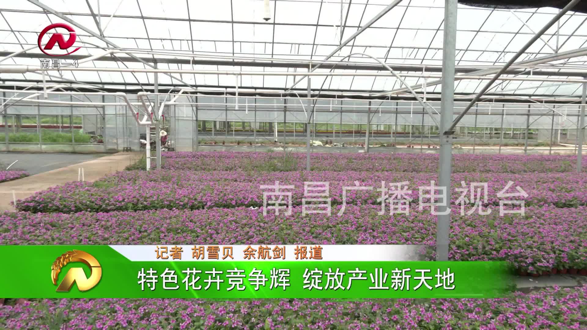 【豫章农视】特色花卉竞争辉 绽放产业新天地