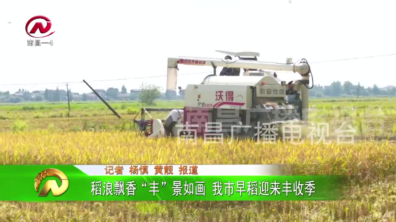 【豫章农视】稻浪飘香“丰”景如画 我市早稻迎来丰收季