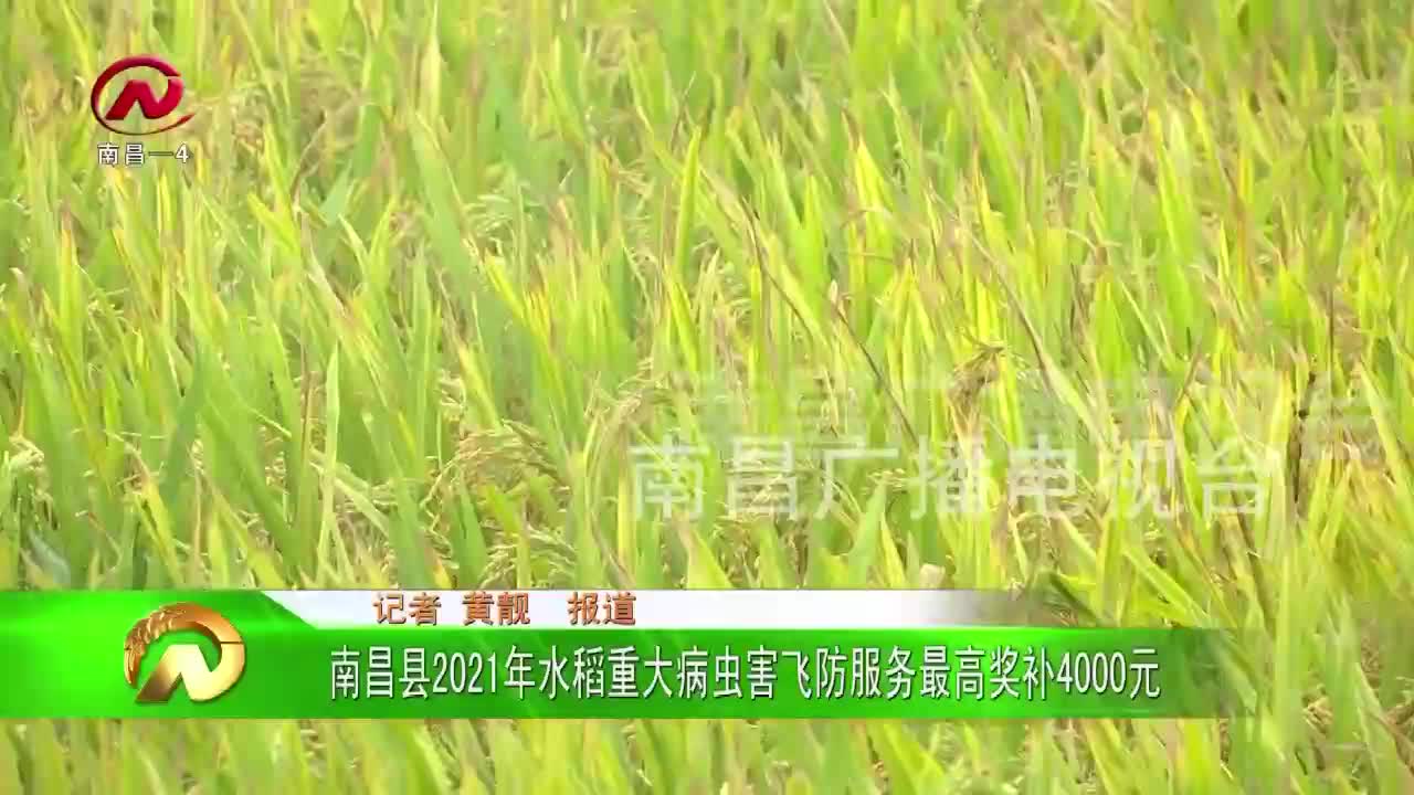 【豫章农视】南昌县2021年水稻重大病虫害飞防服务最高奖补4000元