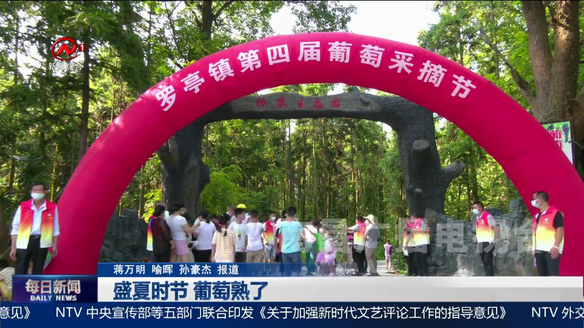 盛夏时节 葡萄熟了