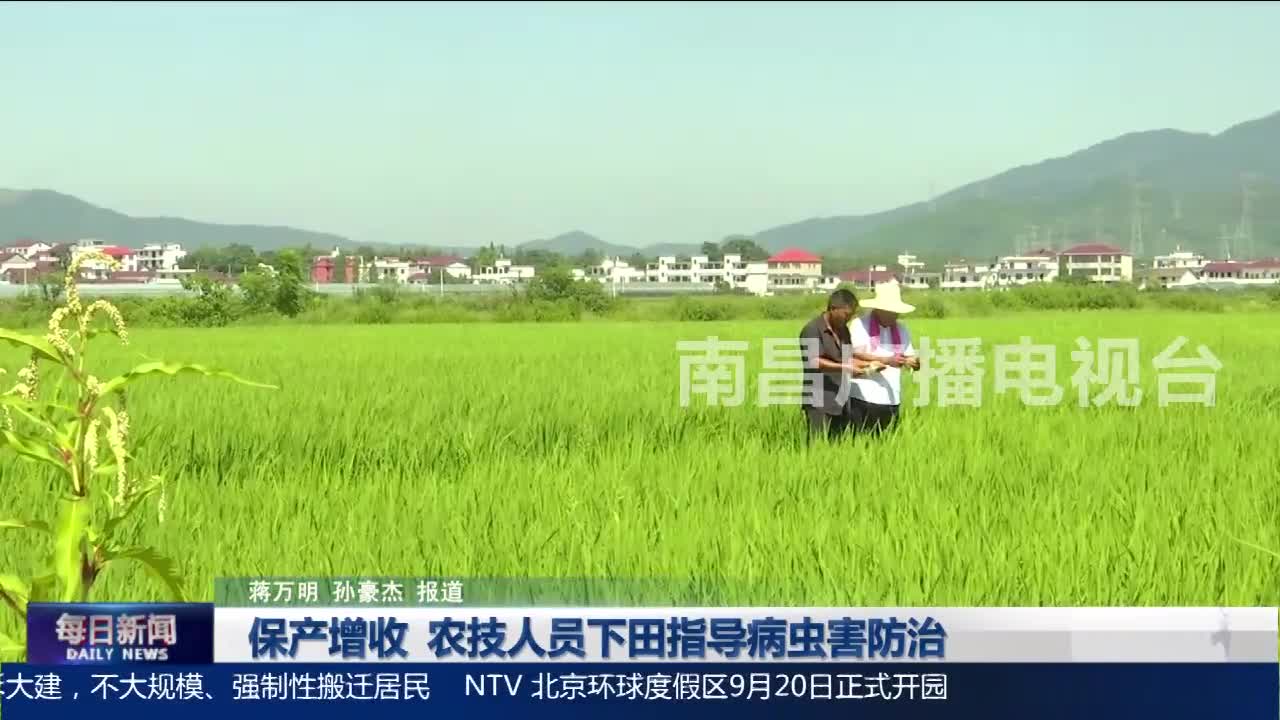 保产增收 农技人员下田指导病虫害防治