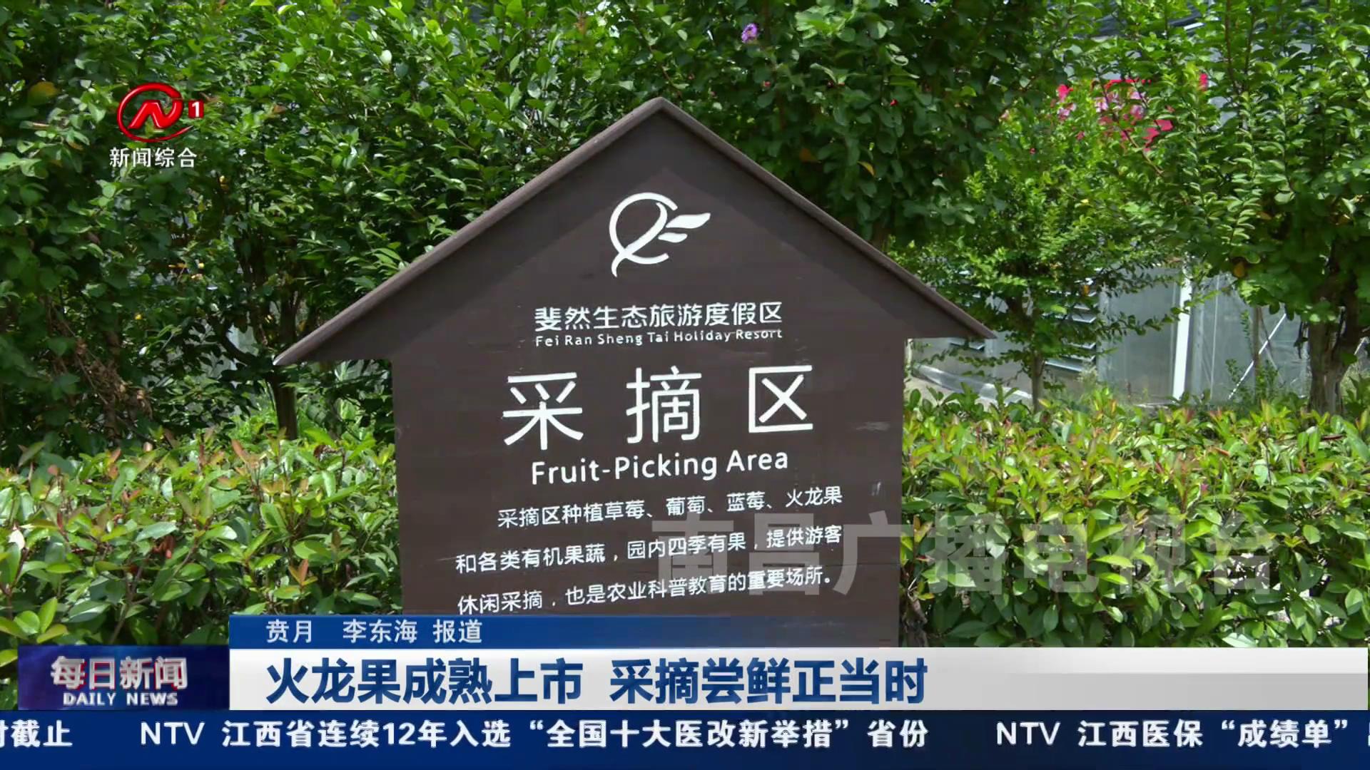 火龙果成熟上市  采摘尝鲜正当时