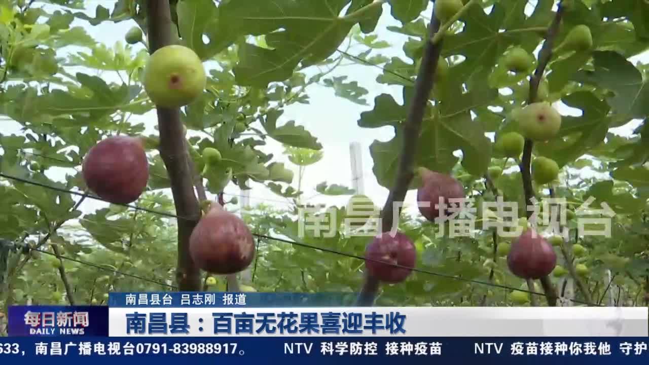 南昌县：百亩无花果喜迎丰收