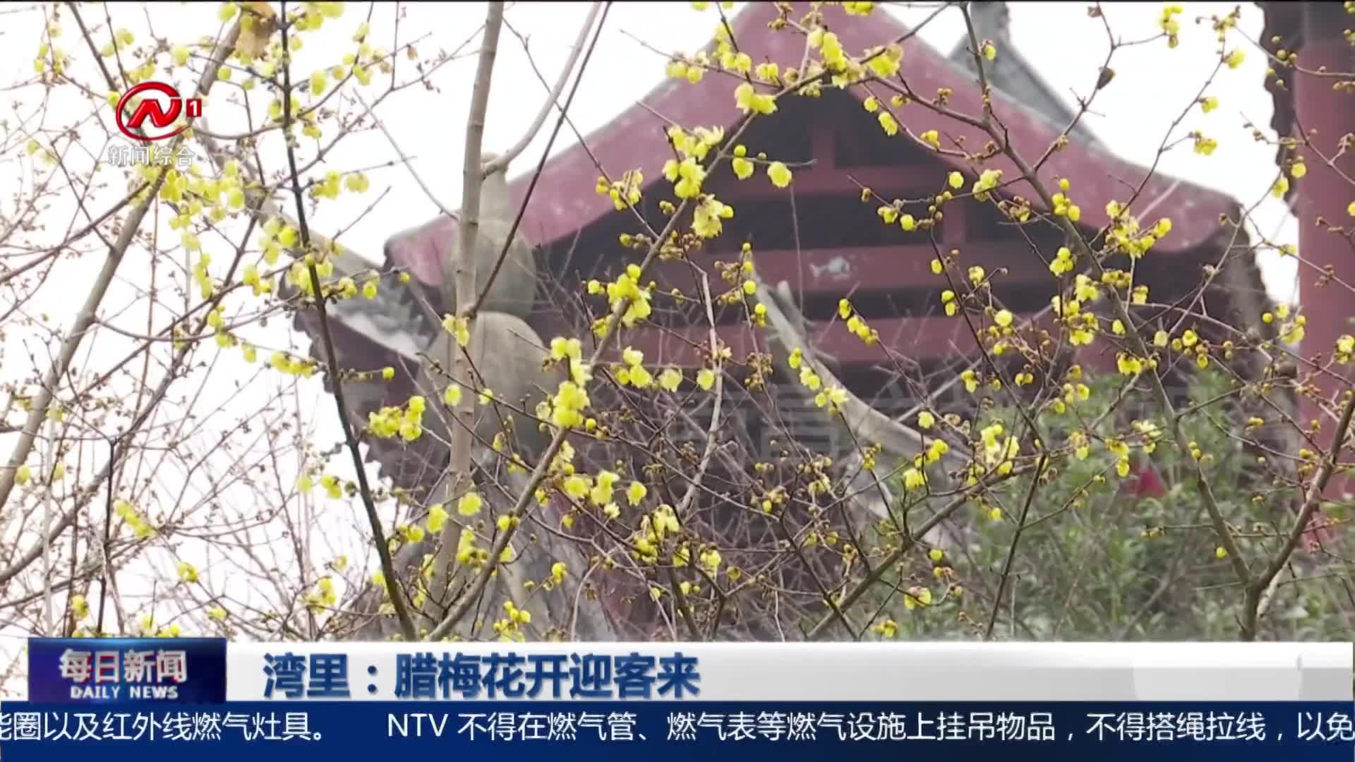 湾里：腊梅花开迎客来