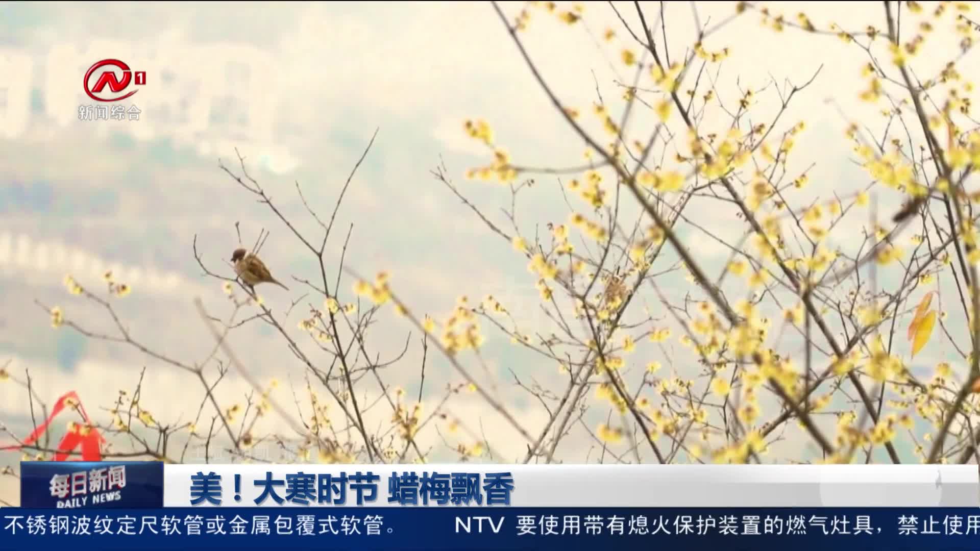 美！大寒时节 蜡梅飘香