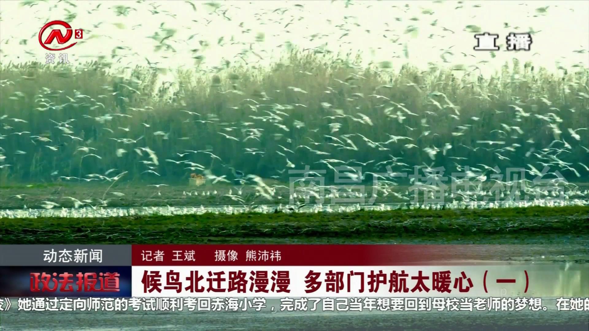 候鸟北迁路漫漫 多部门护航太暖心