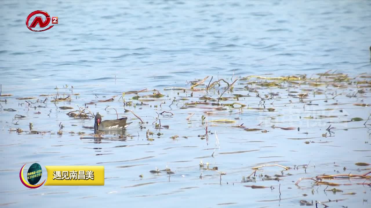 鱼尾洲公园：这里的美“会呼吸”