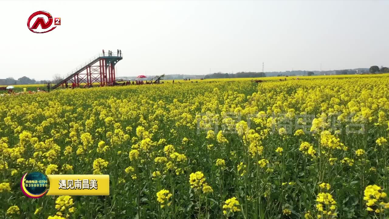 踏春好时节 油菜花里赏春意