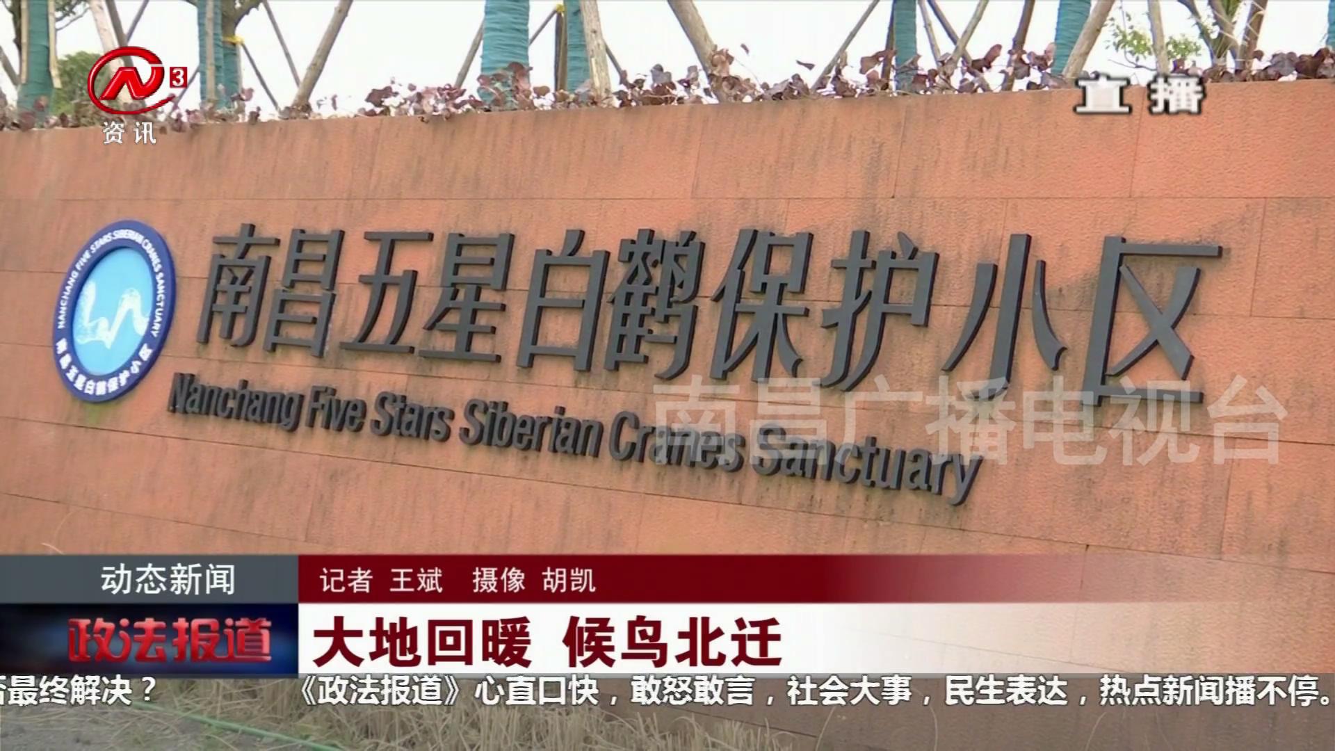 大地回暖 候鸟北迁