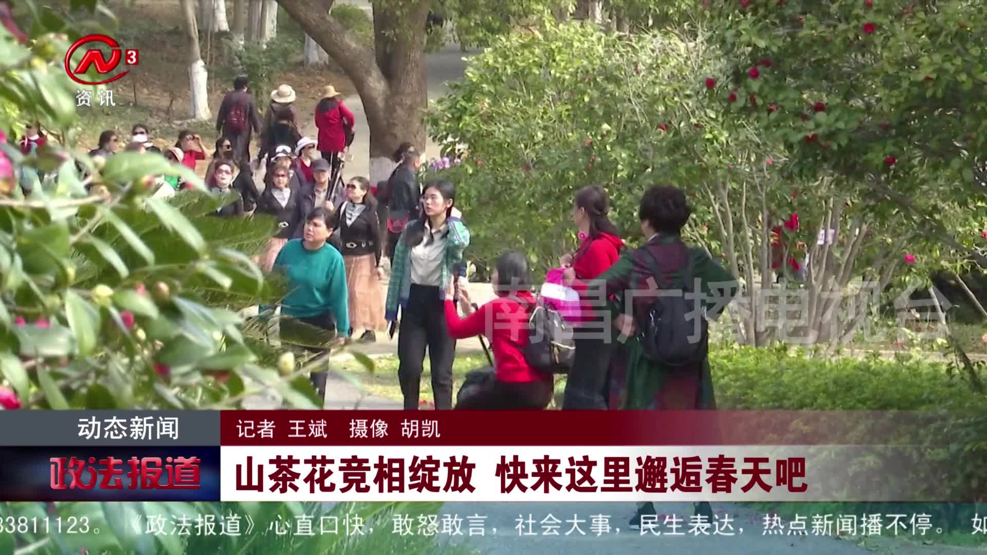 山茶花竞相绽放 快来这里邂逅春天吧