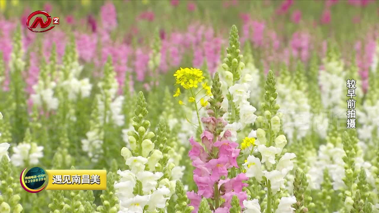 马兰圩湿地公园：花海景观 春趣盎然