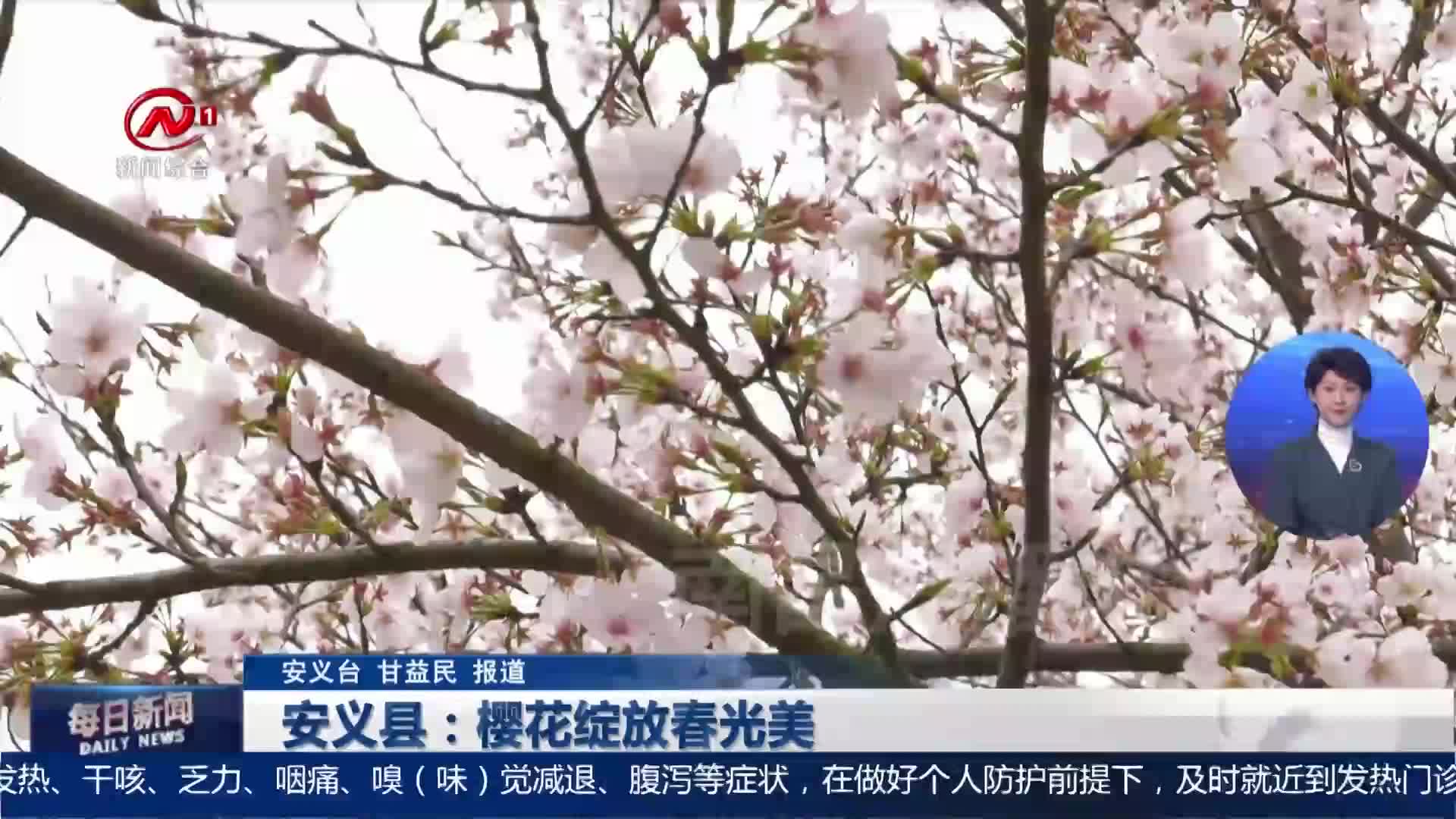 安义县：樱花绽放春光美