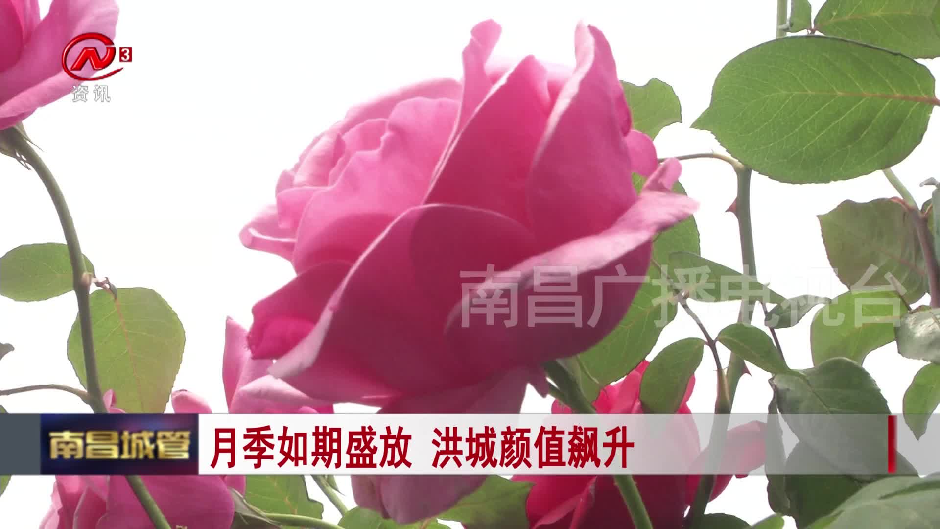 月季如期盛放 洪城颜值飙升
