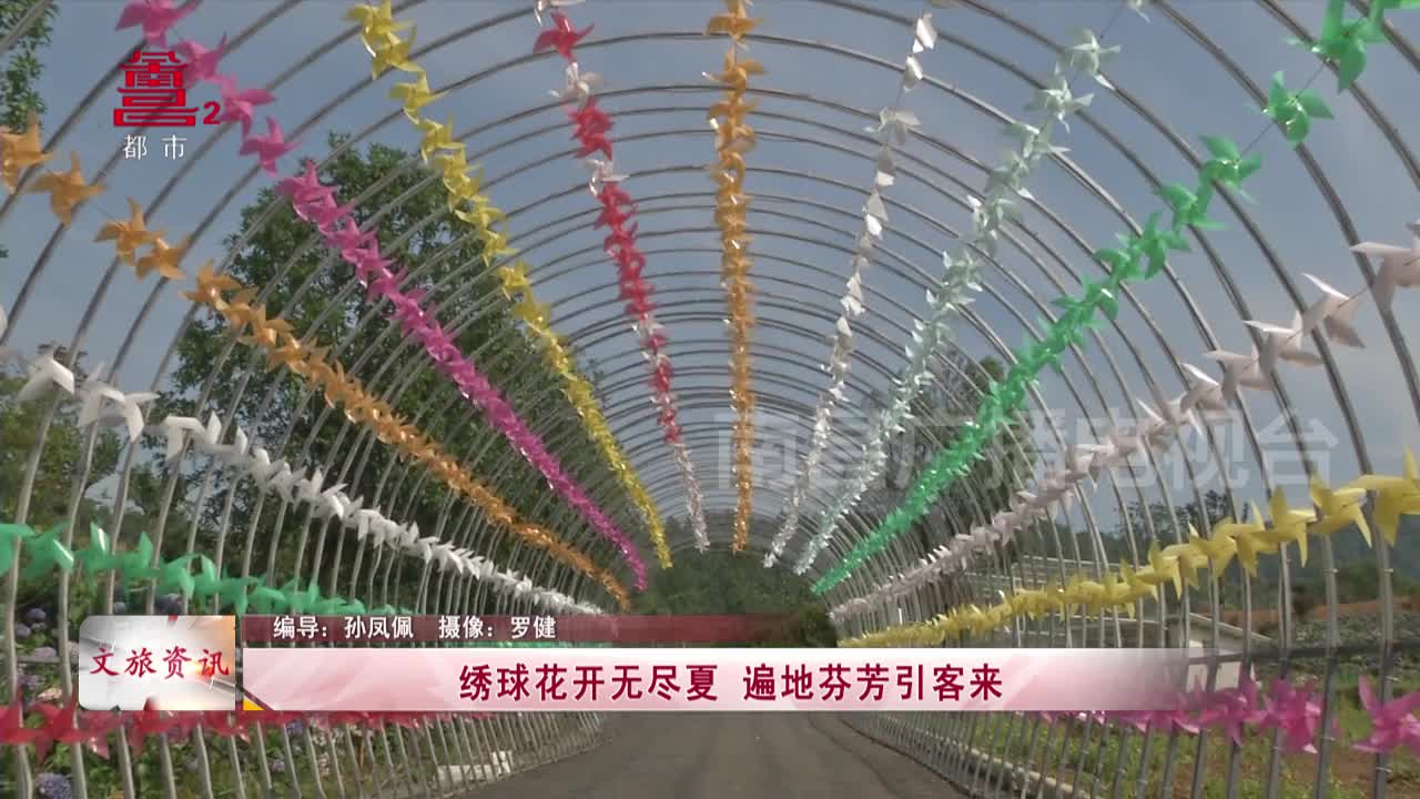 绣球花开无尽夏 遍地芬芳引客来