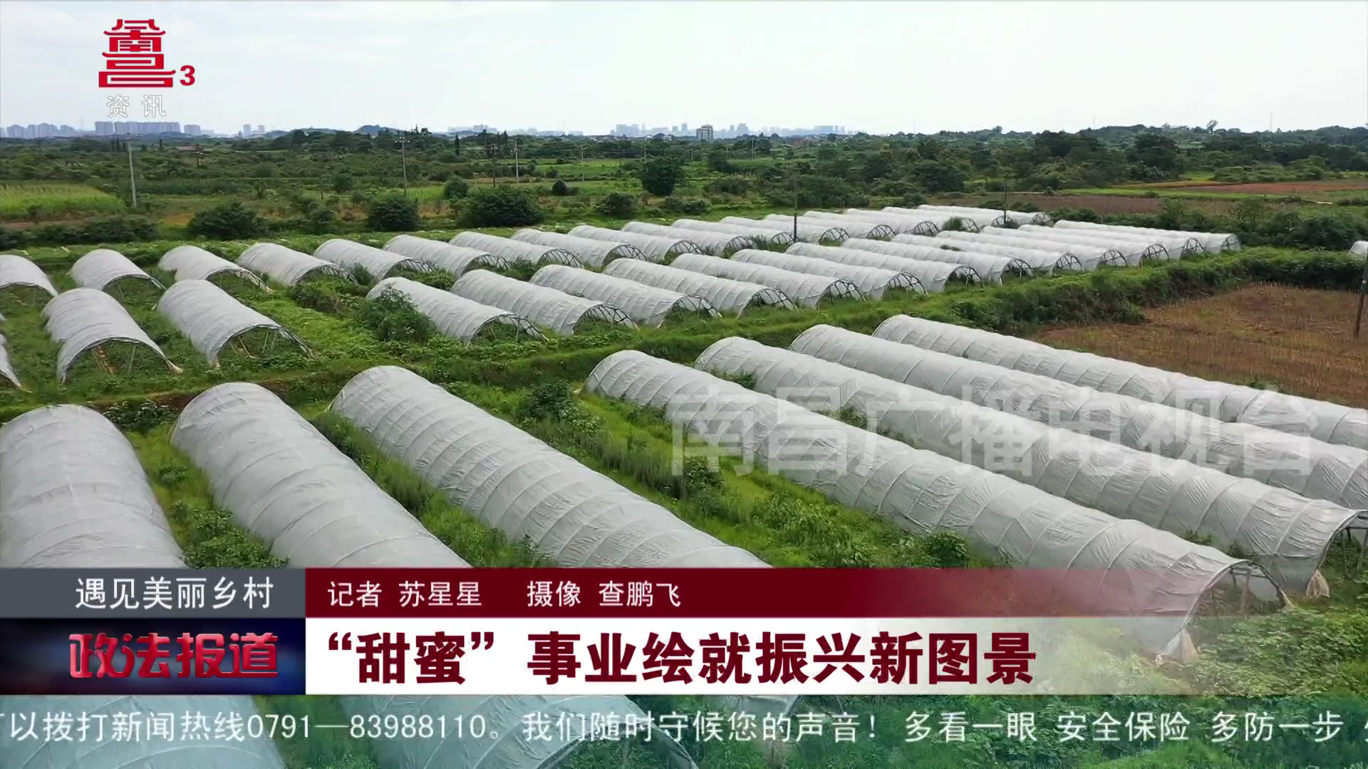 “甜蜜”事业绘就振兴新图景