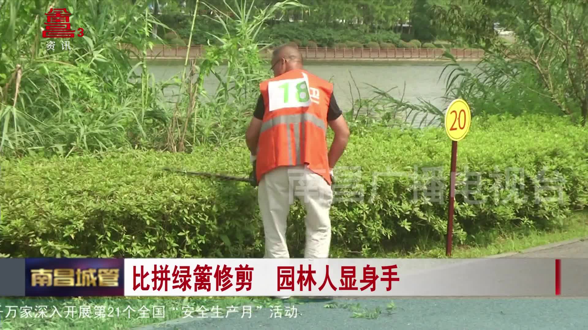 比拼绿篱修剪 园林人显身手